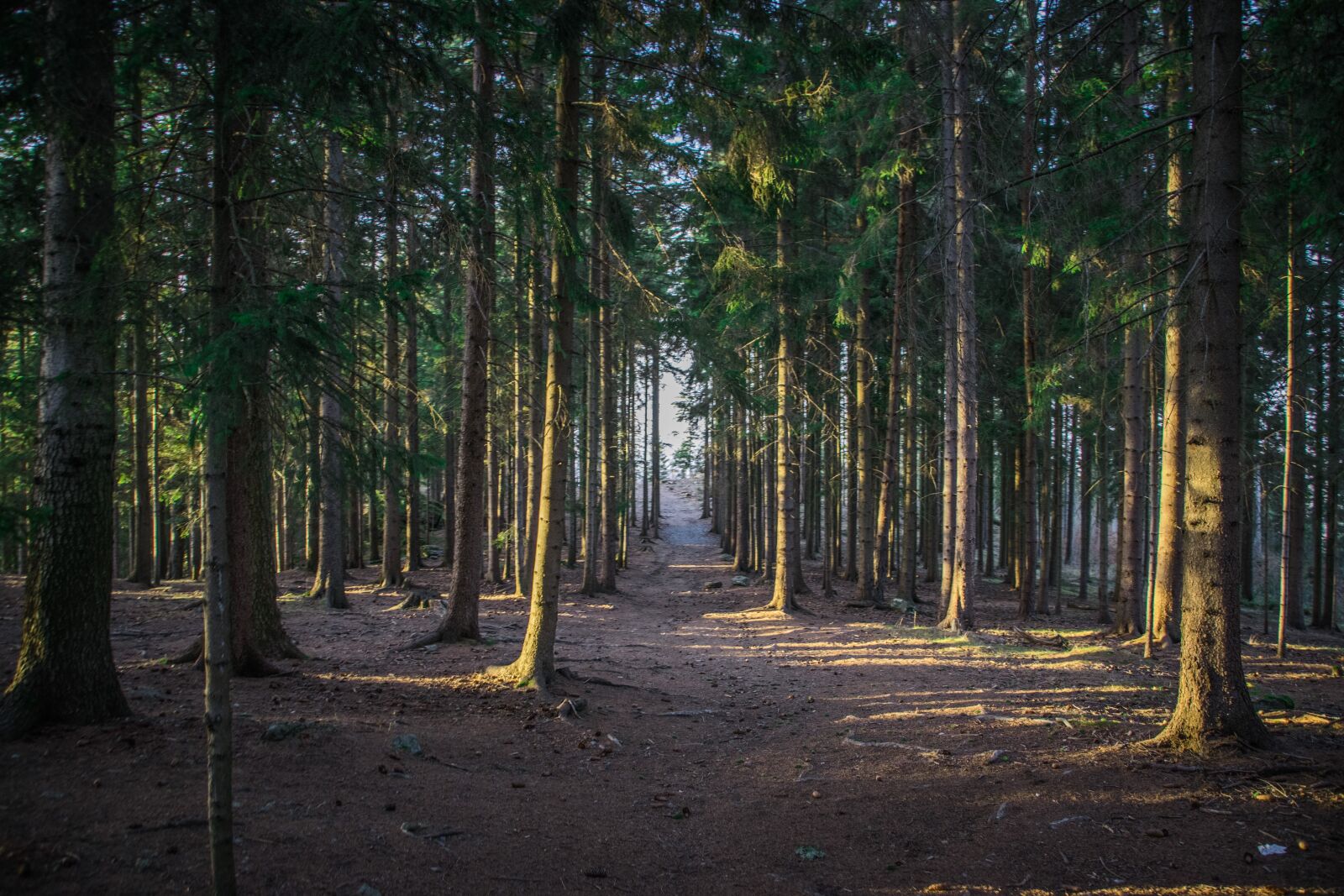 Nikon D5300 sample photo. Forest, trees, light photography