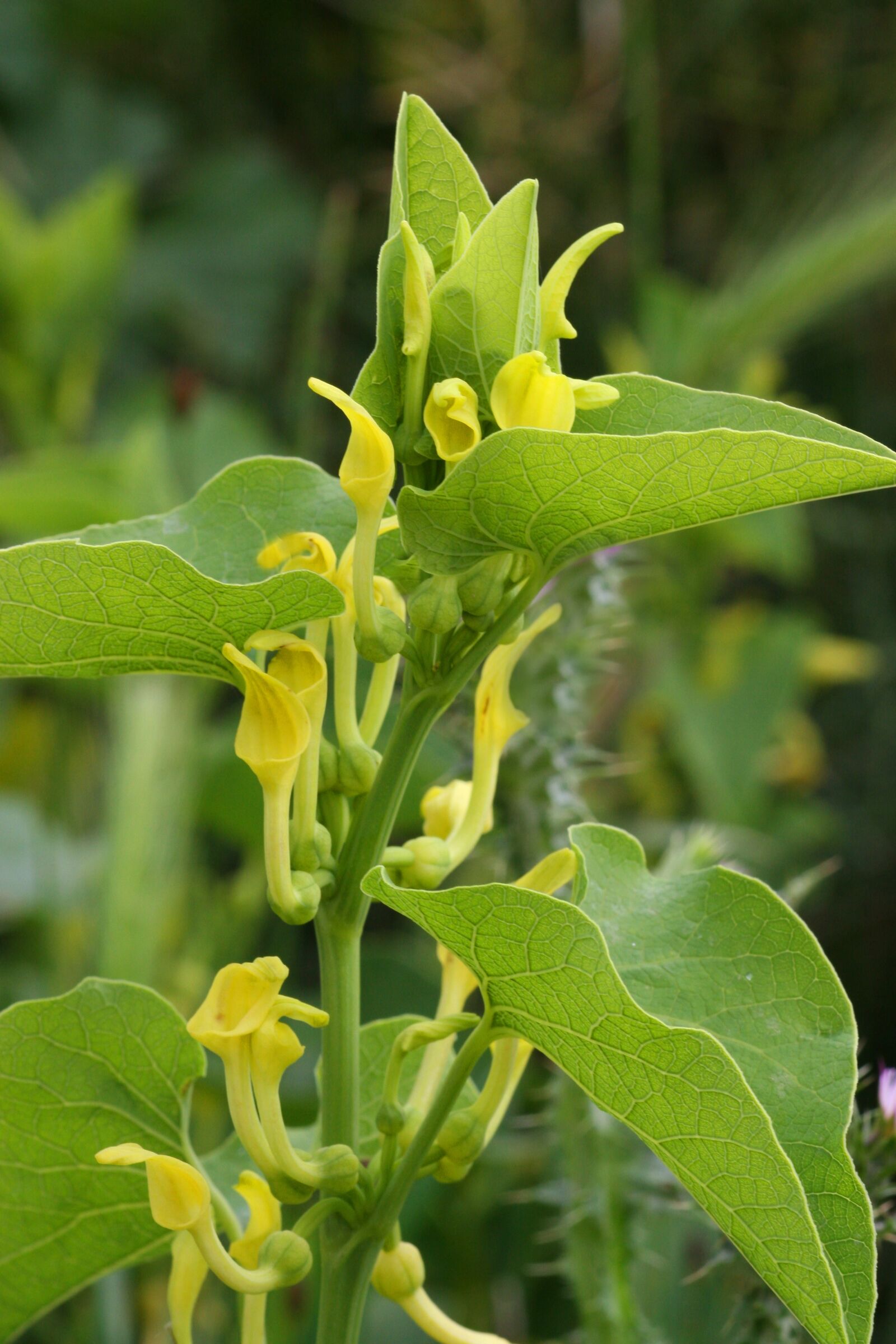 Canon EOS 30D sample photo. Aristolochia clematis, wild flowers photography