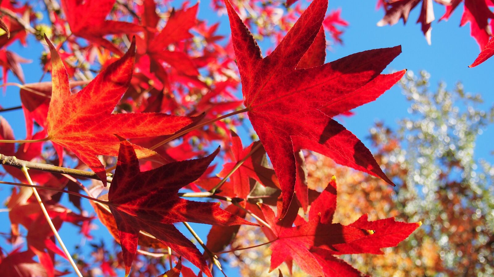 Olympus PEN E-PL6 sample photo. Leaves, fall, foliage photography