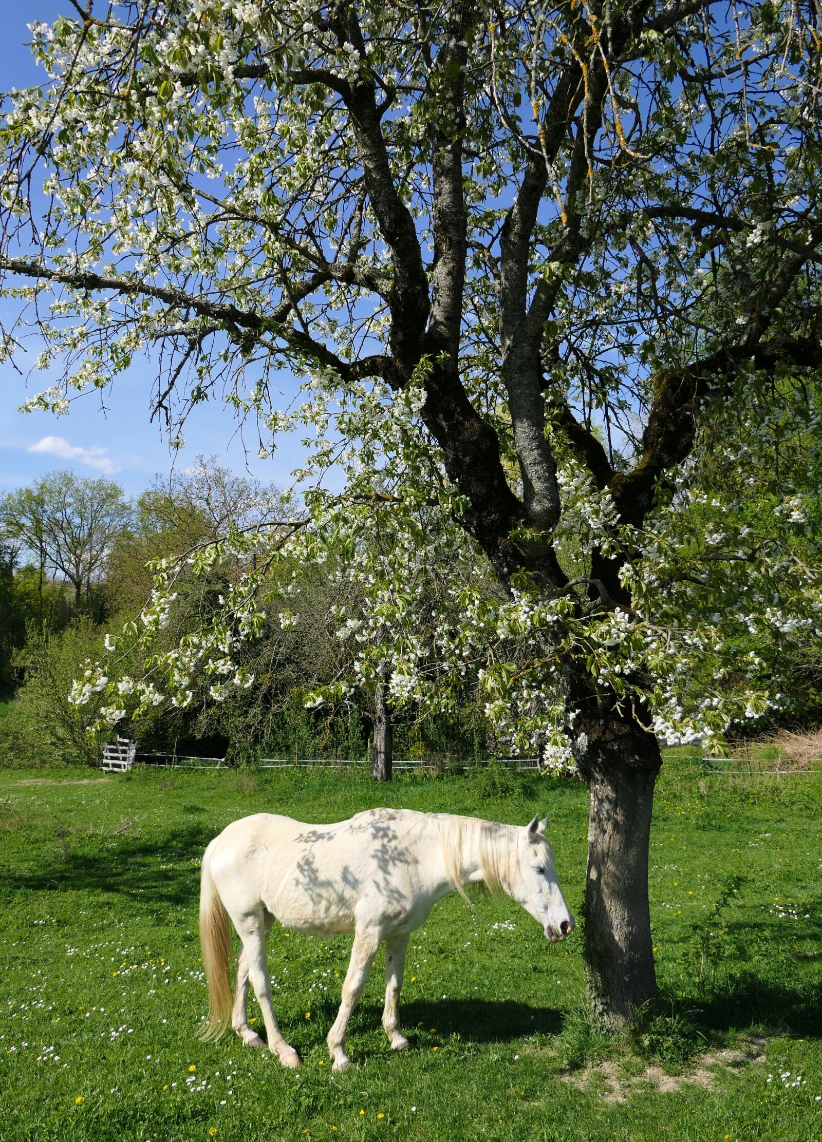 Panasonic Lumix DMC-FZ2500 (Lumix DMC-FZ2000) sample photo. Horse, cherry, white photography