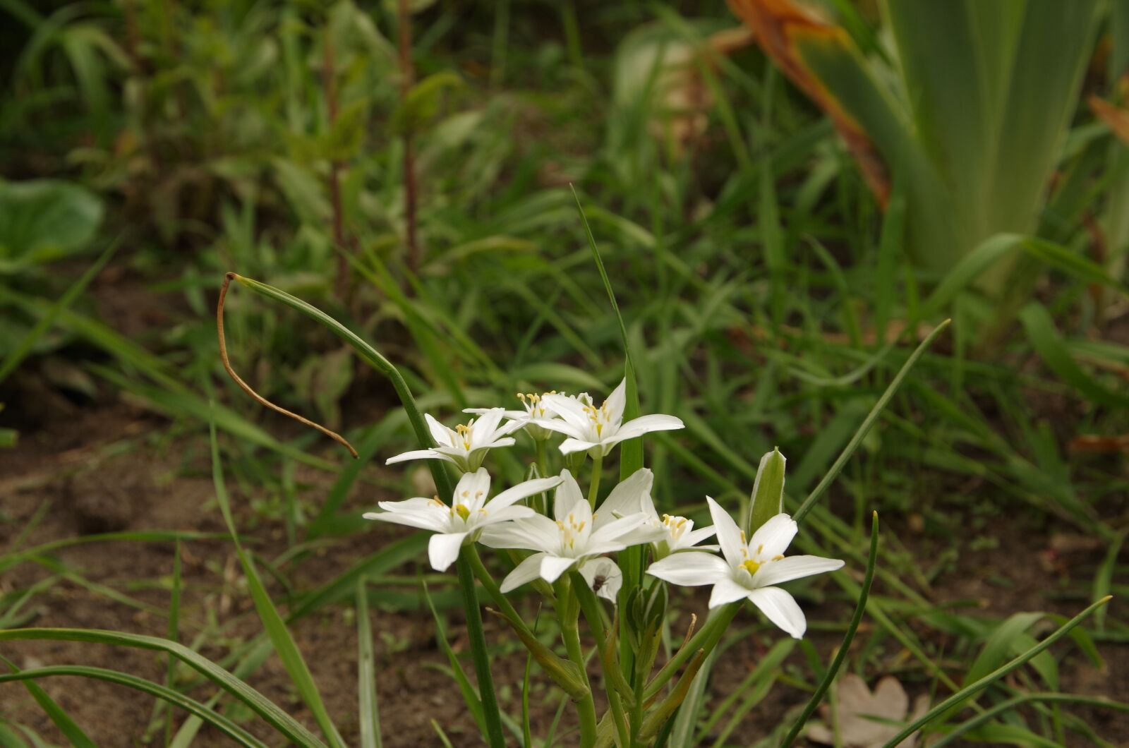 Pentax K-50 sample photo. Nature, plant, flower photography