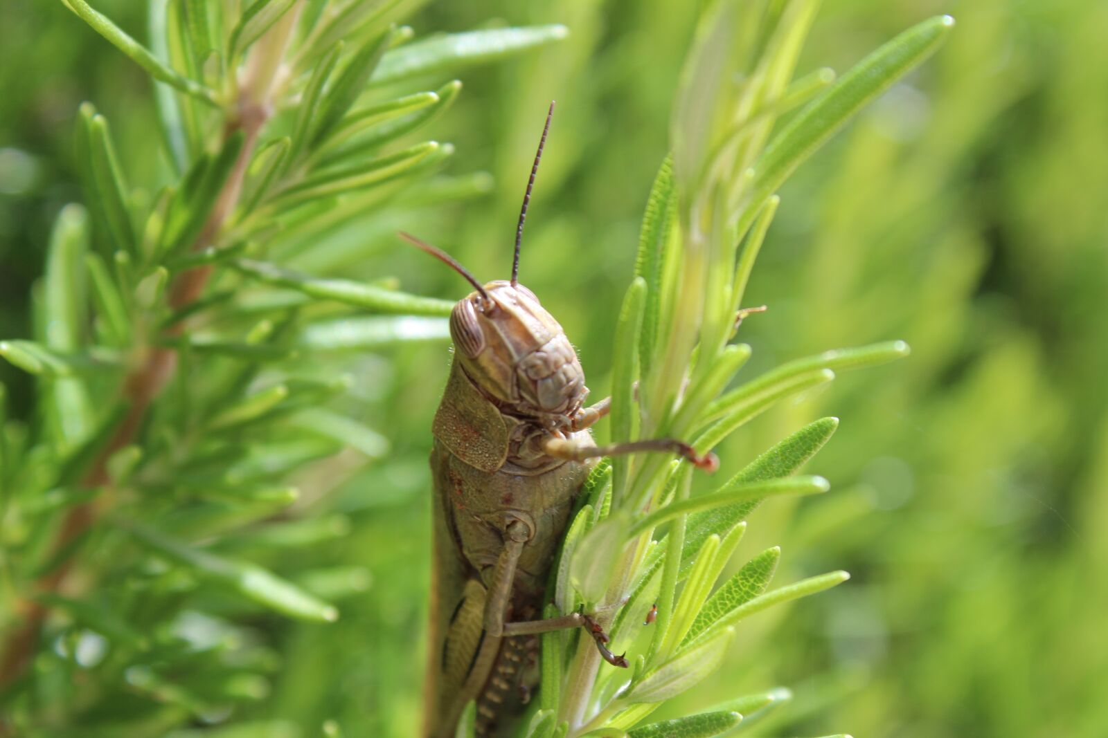 Canon EOS 600D (Rebel EOS T3i / EOS Kiss X5) sample photo. Grasshopper, detail, insect photography