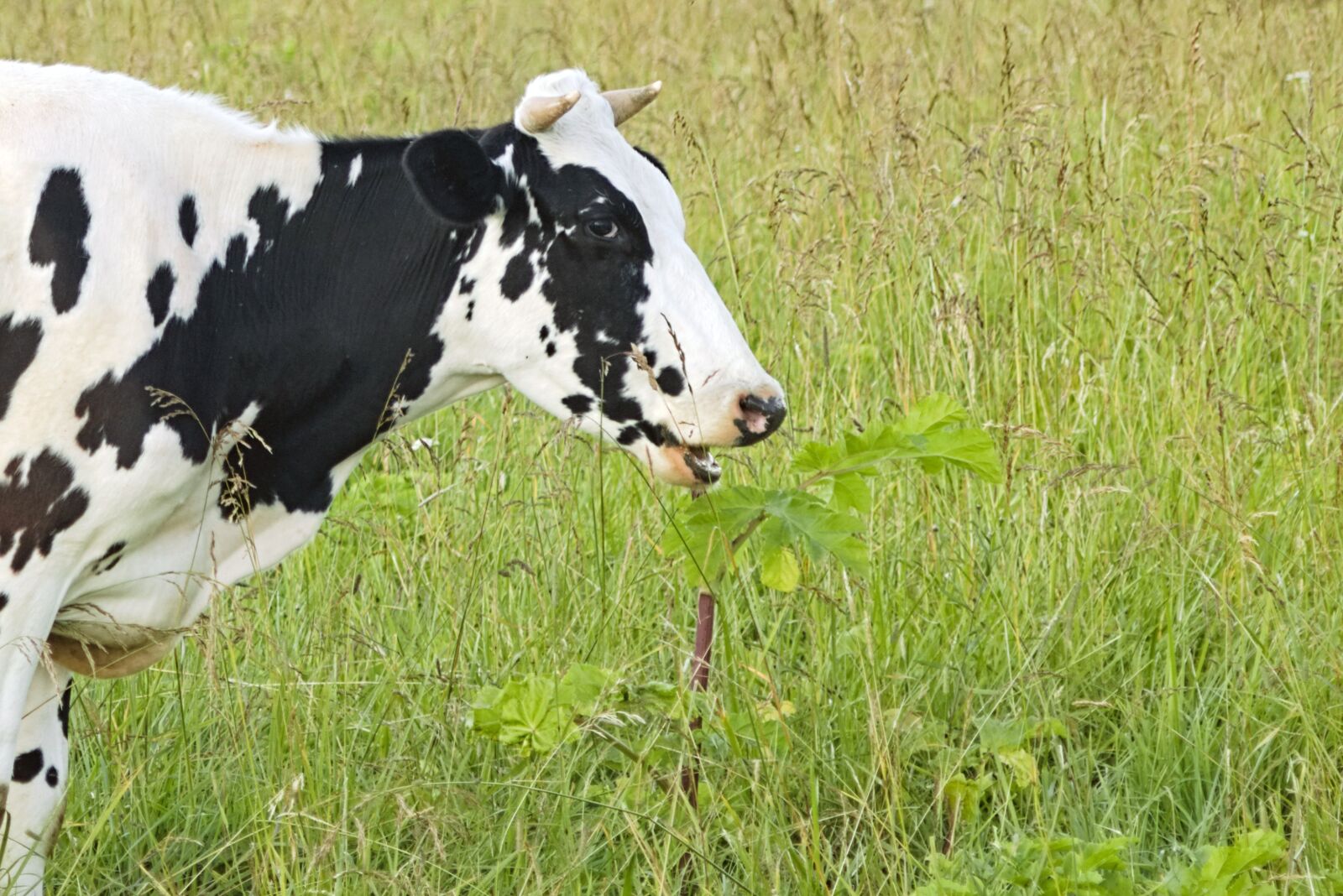 Canon EOS 750D (EOS Rebel T6i / EOS Kiss X8i) sample photo. Cow, grass, farm photography