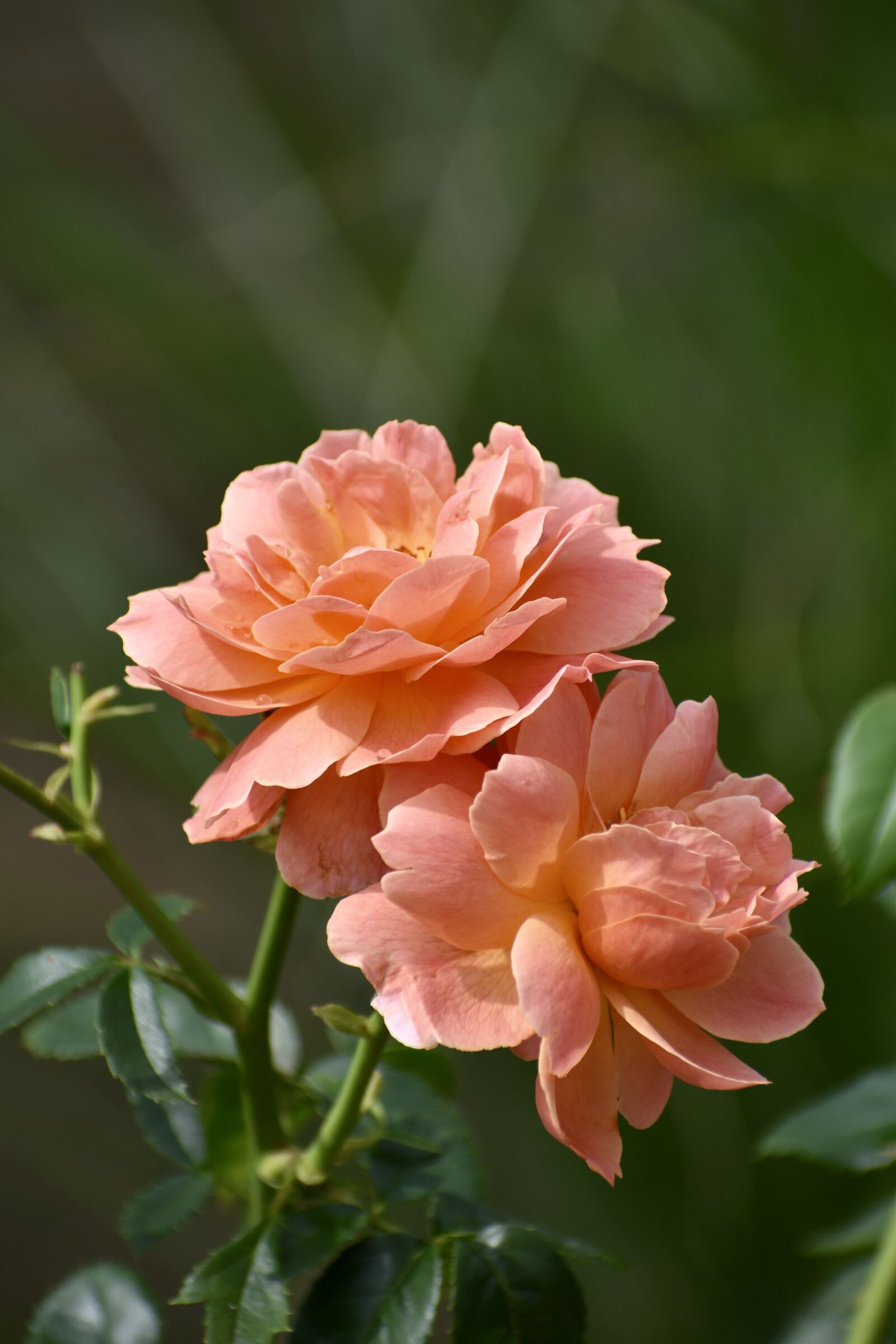 Nikon D3400 sample photo. Rose, peach, flower photography
