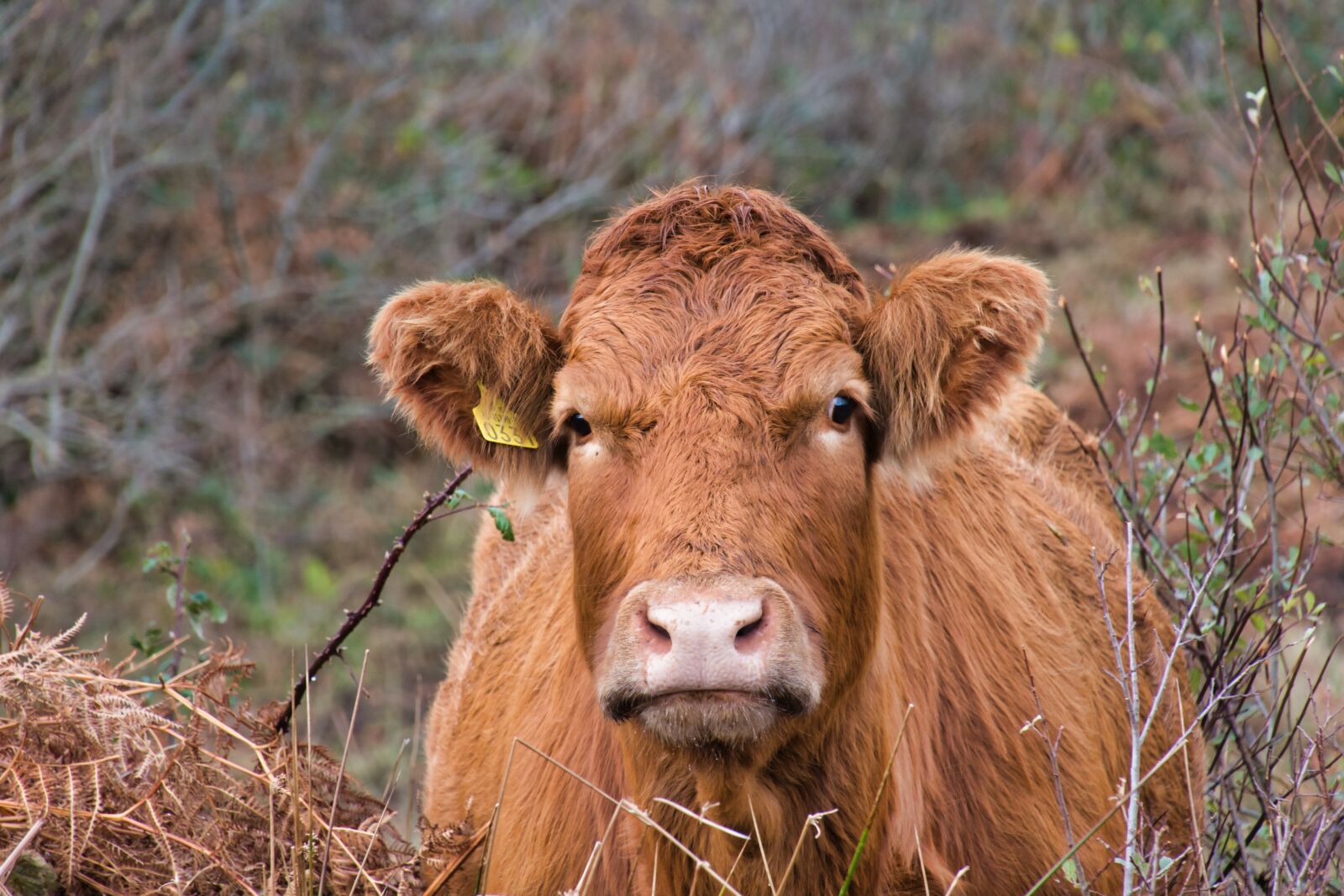 Canon PowerShot G3 X sample photo. Cow, cow head, pasture photography