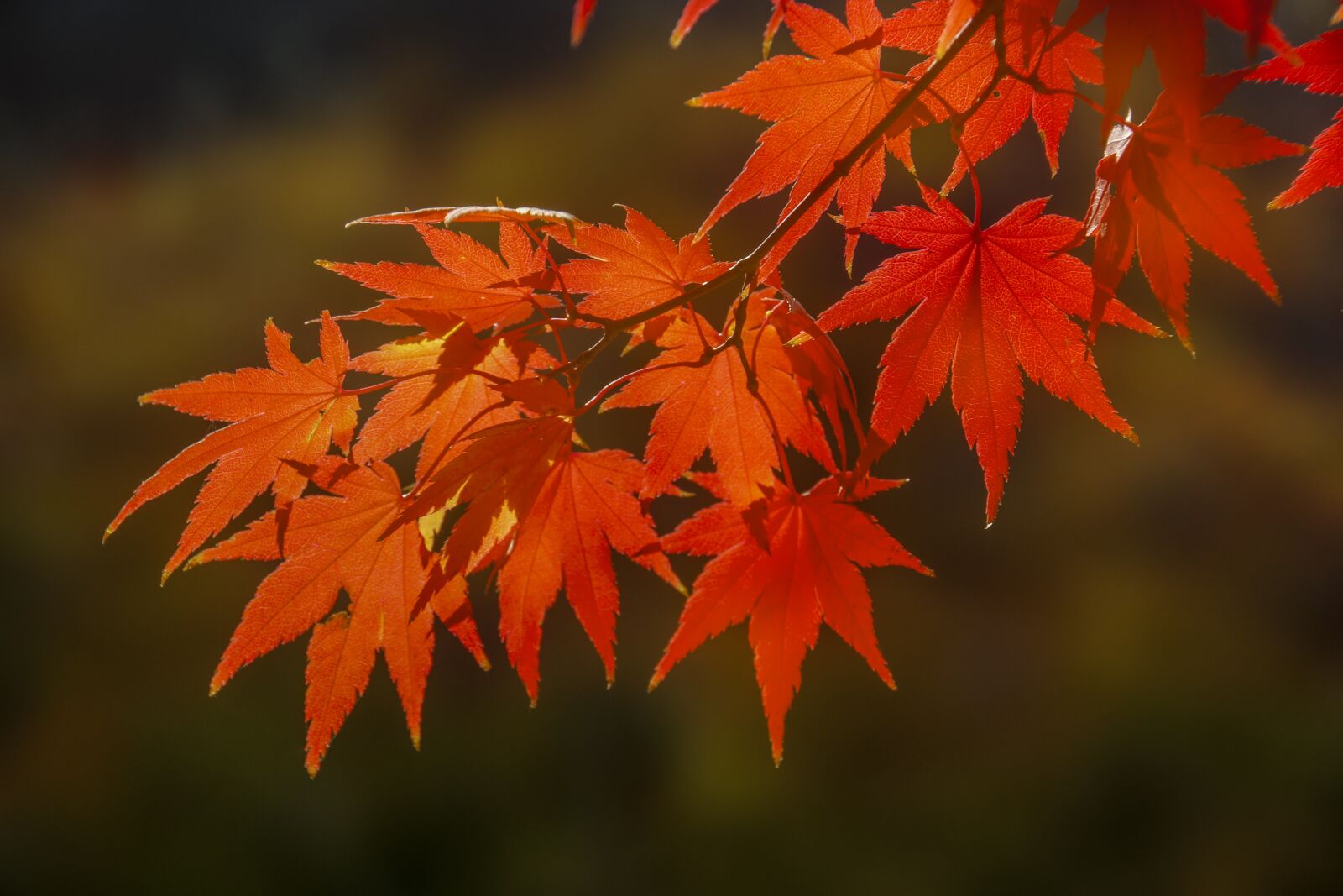 Canon EOS 70D sample photo. Autumn leaves, autumn, leaves photography