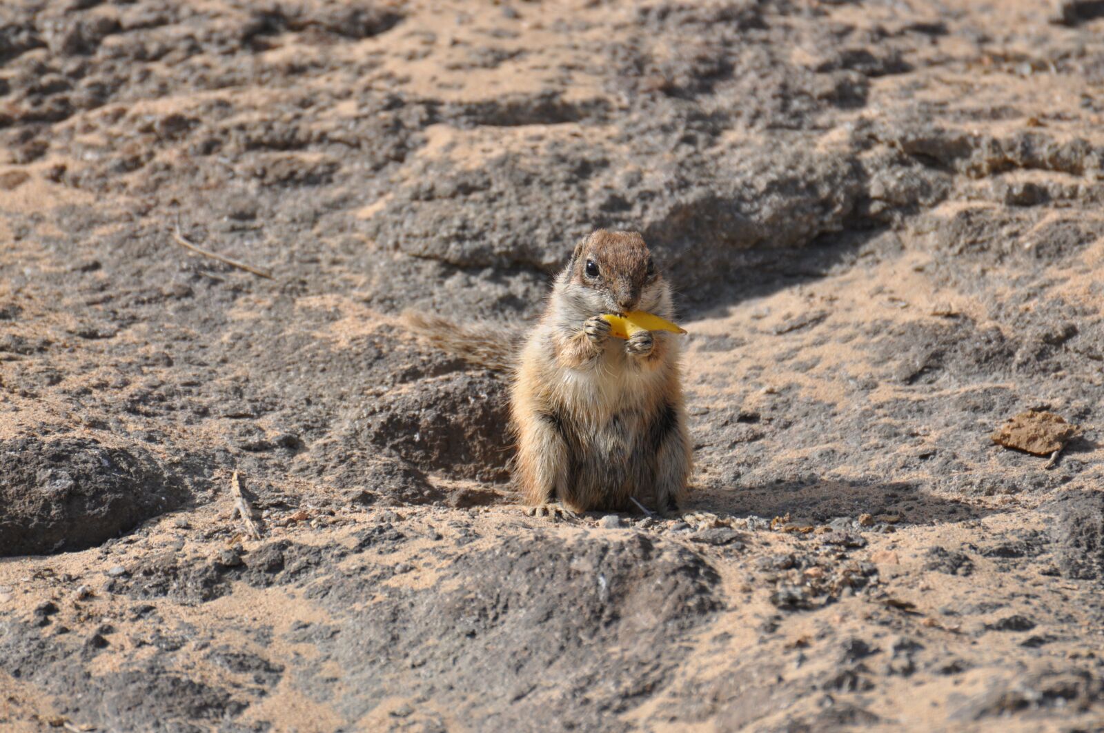 Nikon D90 sample photo. Animals, squirrel, re photography