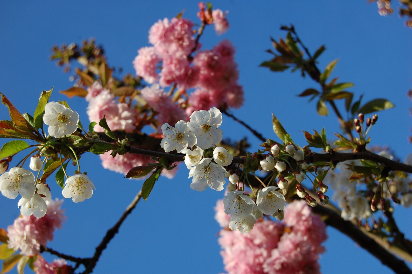 Nikon D40 sample photo. Spring, flowers, tree photography