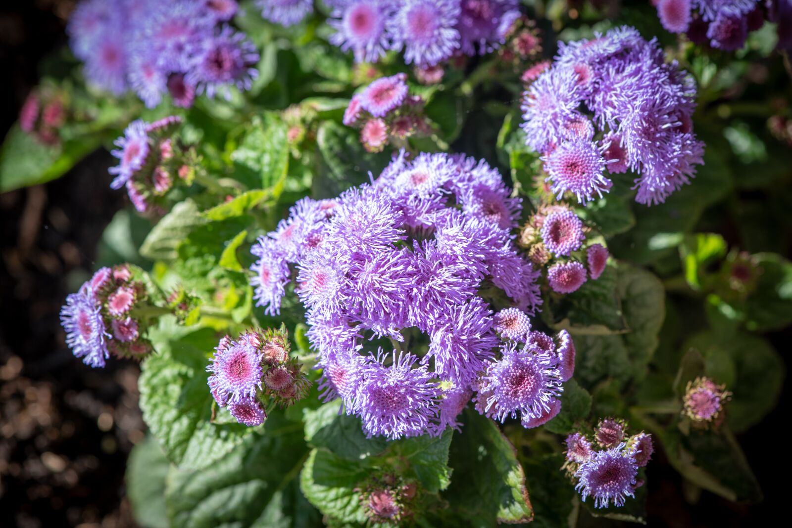 Nikon D750 sample photo. Flower, plant, blue photography