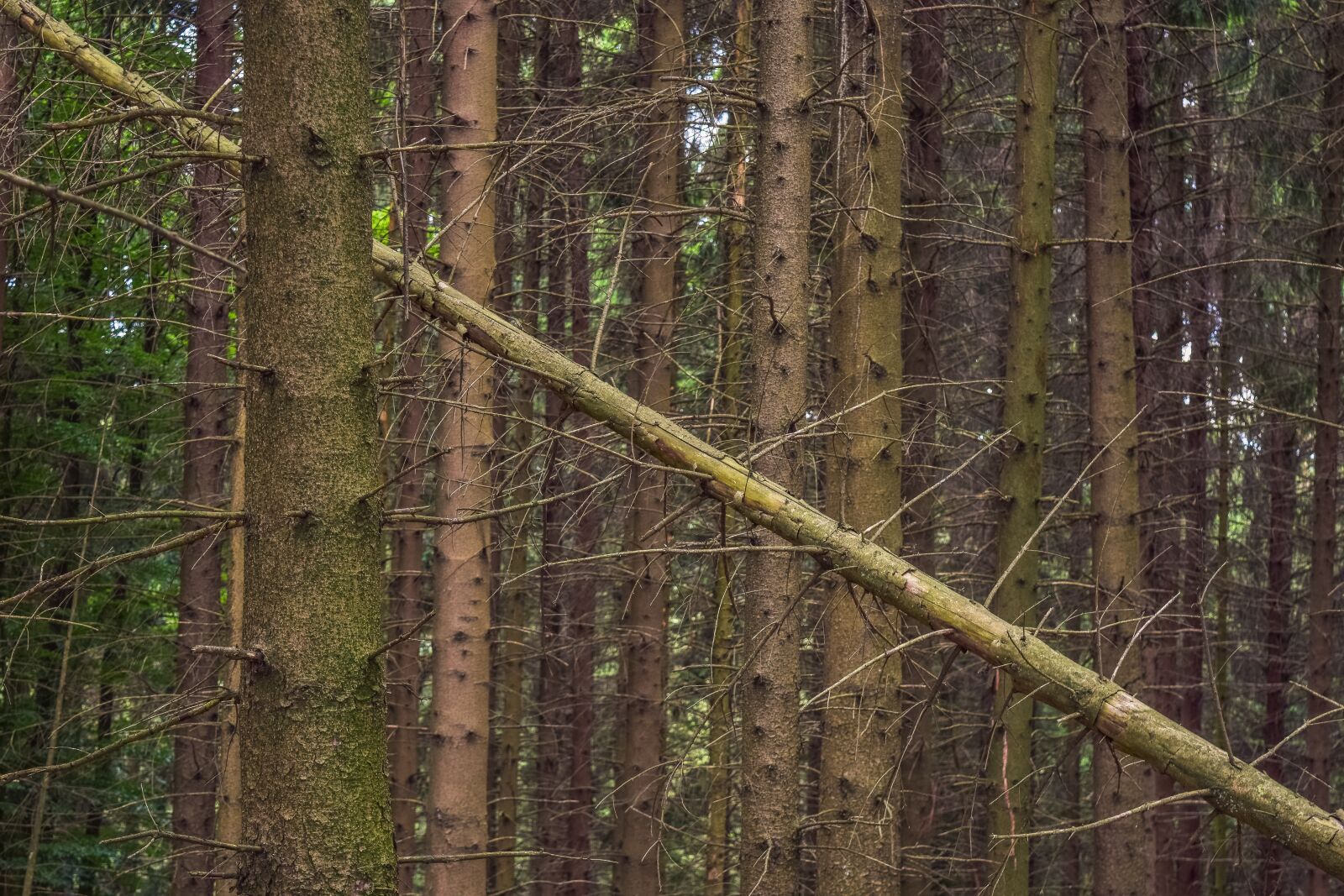 Nikon D3300 sample photo. Forest, trees, pine photography
