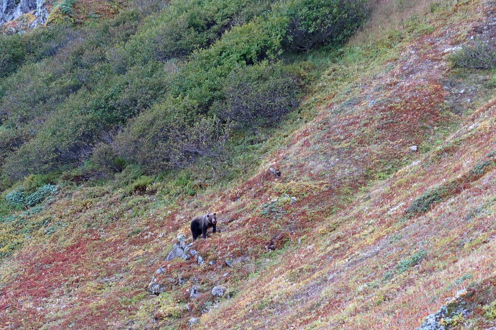Canon PowerShot G7 X Mark II sample photo. Bear, wild animal, predator photography