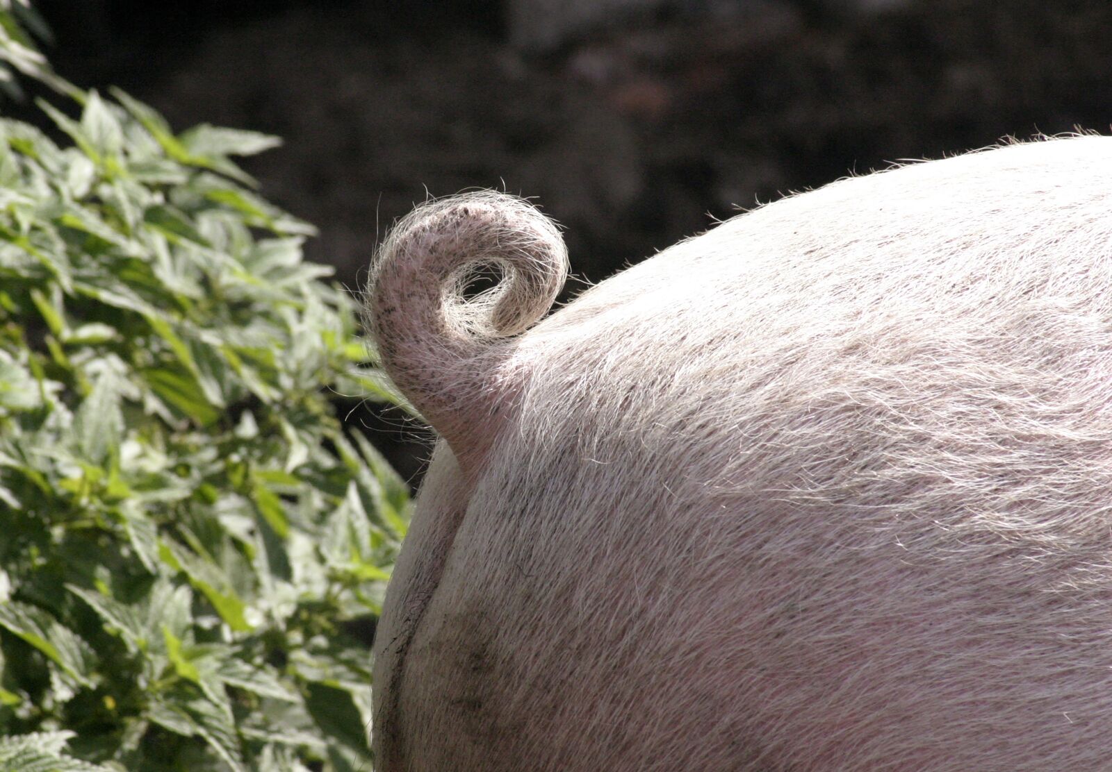Canon EOS 300D (EOS Digital Rebel / EOS Kiss Digital) sample photo. Pig, tail, animal photography