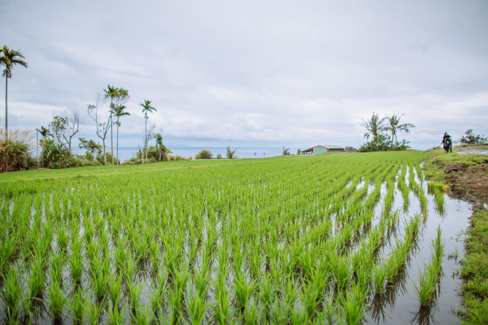 Canon EF 24mm F1.4L II USM sample photo. Field, in rice field photography