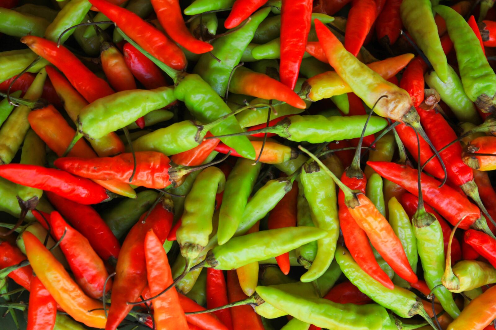 Canon EOS 550D (EOS Rebel T2i / EOS Kiss X4) sample photo. Chilli, plant, vegetable photography