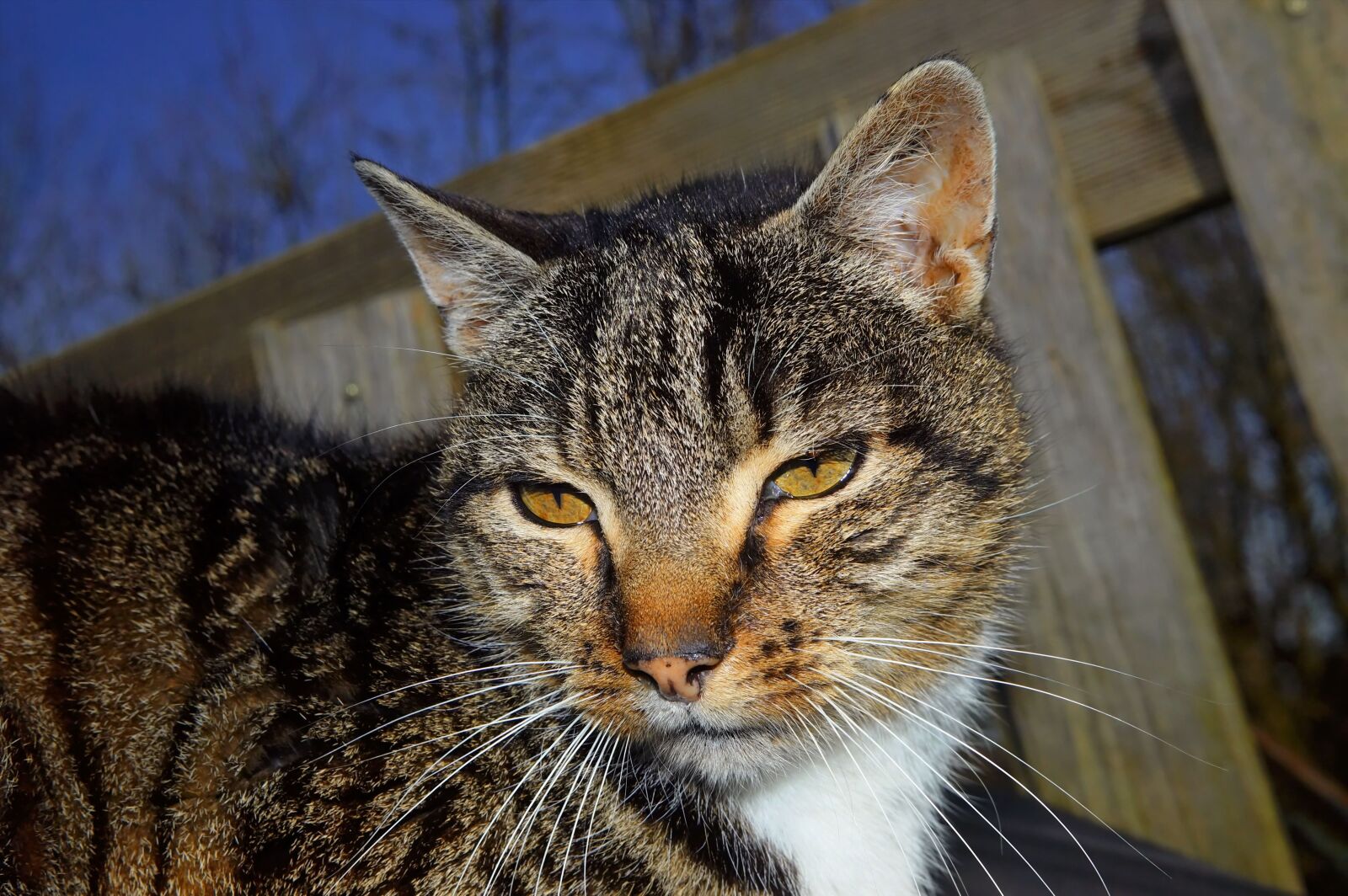 Sony SLT-A58 sample photo. Cat, curiosity, view photography