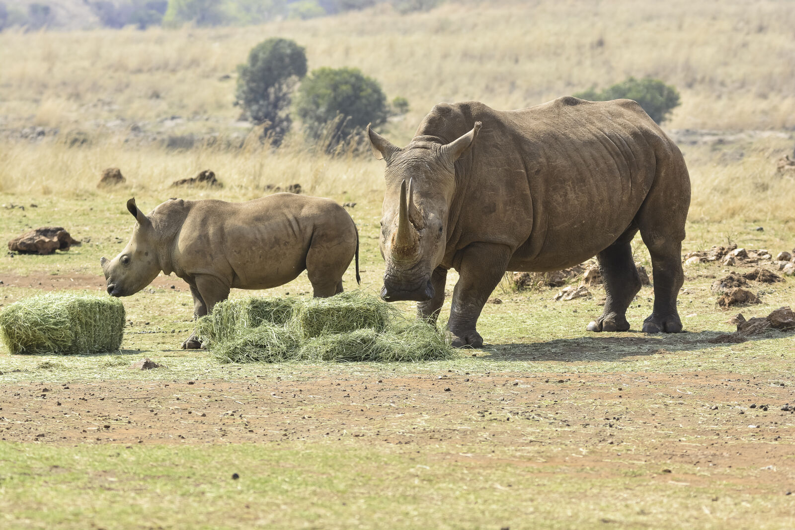 Tamron SP 150-600mm F5-6.3 Di VC USD sample photo. Rhino, baby, nature, photography photography