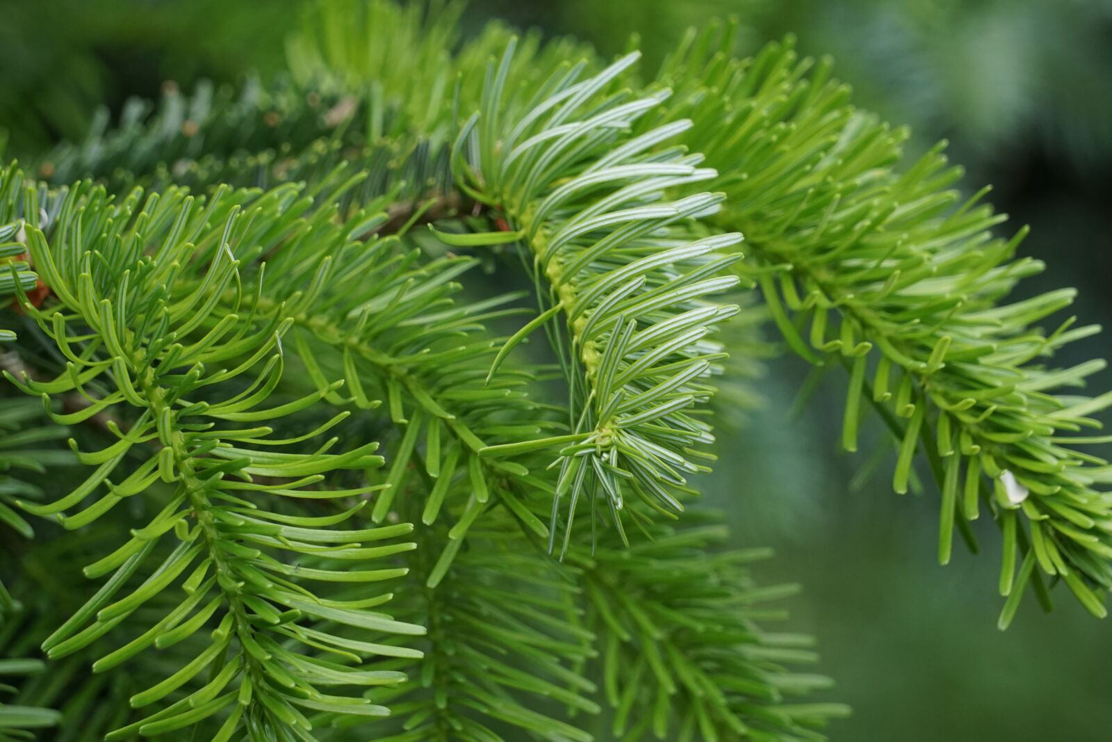 Sony a6000 sample photo. Fir tree, green, tannenzweig photography