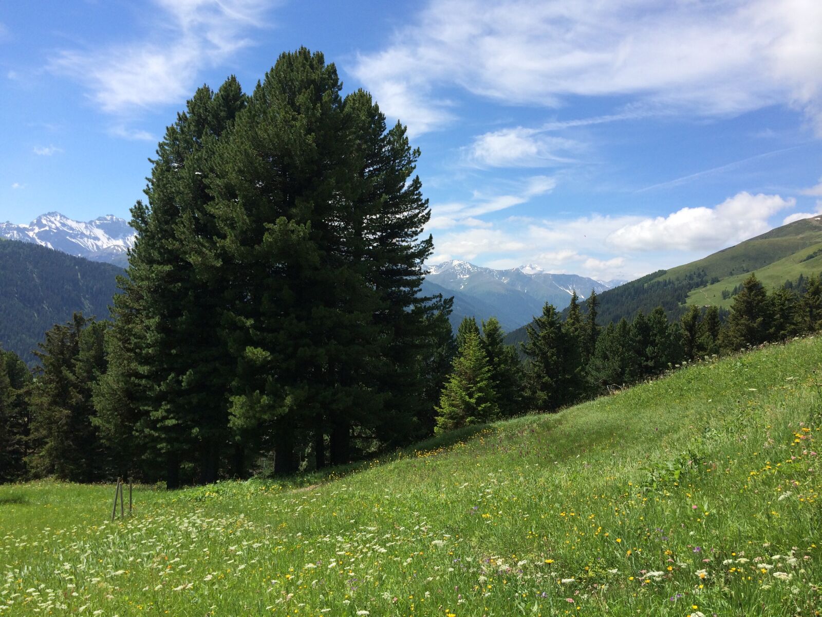 iPhone 5s back camera 4.15mm f/2.2 sample photo. Alps, scots pine, alpine photography
