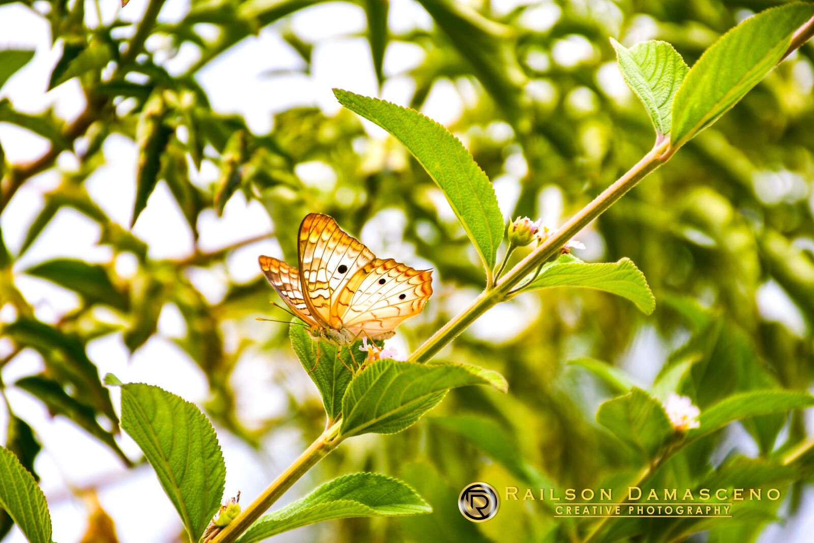 Nikon D7500 sample photo. Butterfly, nature, fauna photography