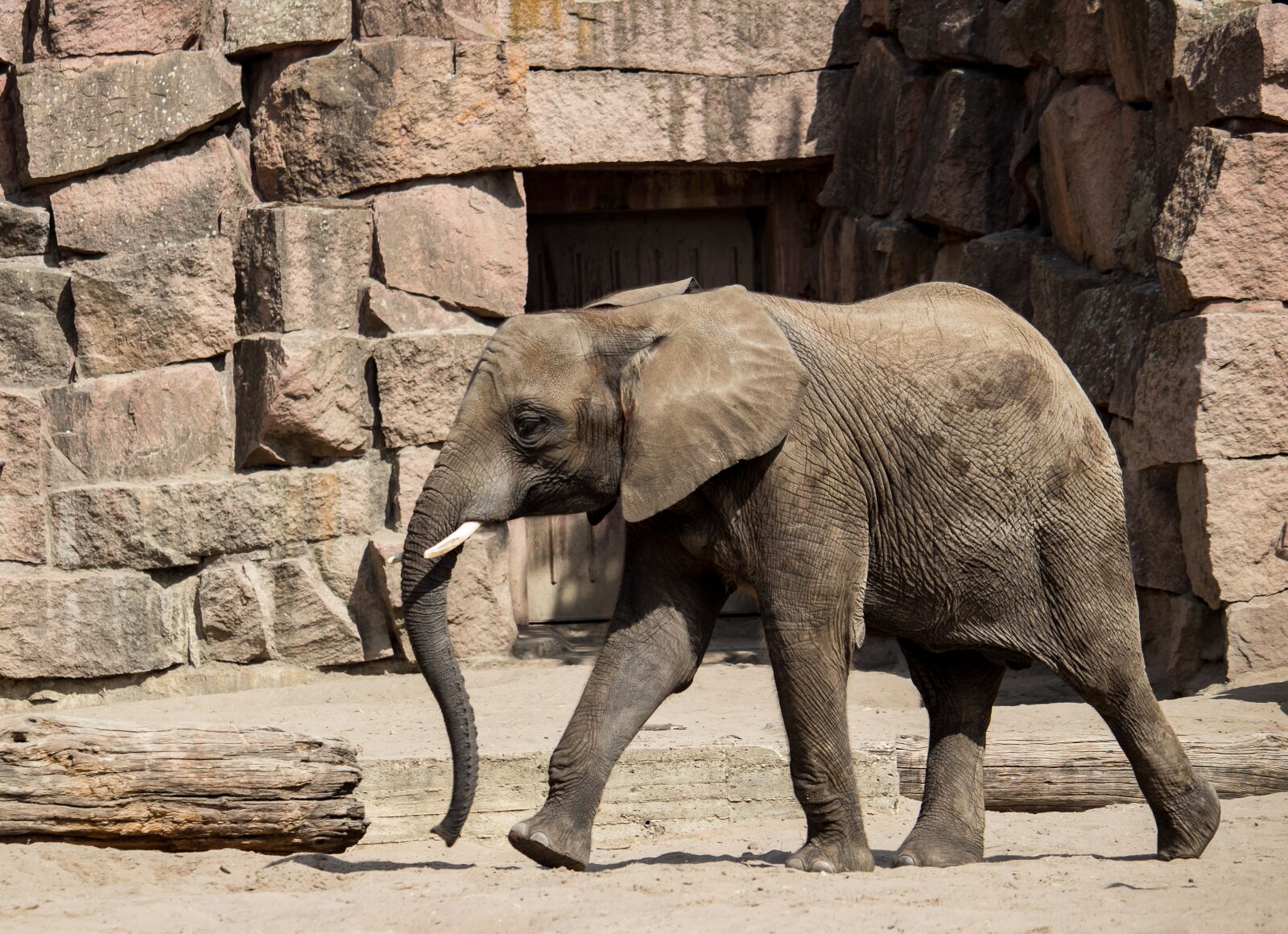 Canon EF-S 55-250mm F4-5.6 IS STM sample photo. Elephant, mammal, young animal photography