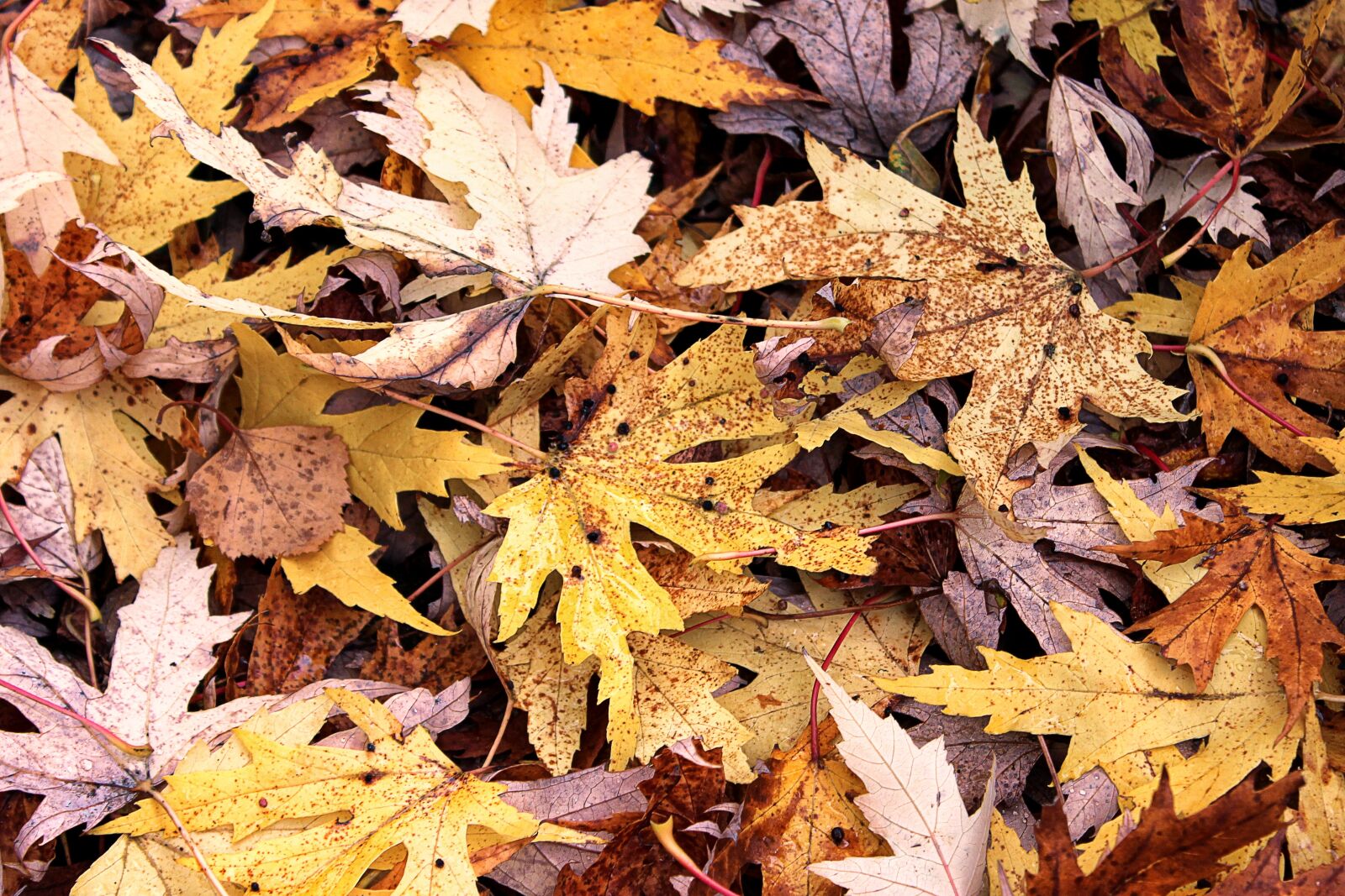 Canon EOS 600D (Rebel EOS T3i / EOS Kiss X5) sample photo. Autumn colours, leaves, fall photography