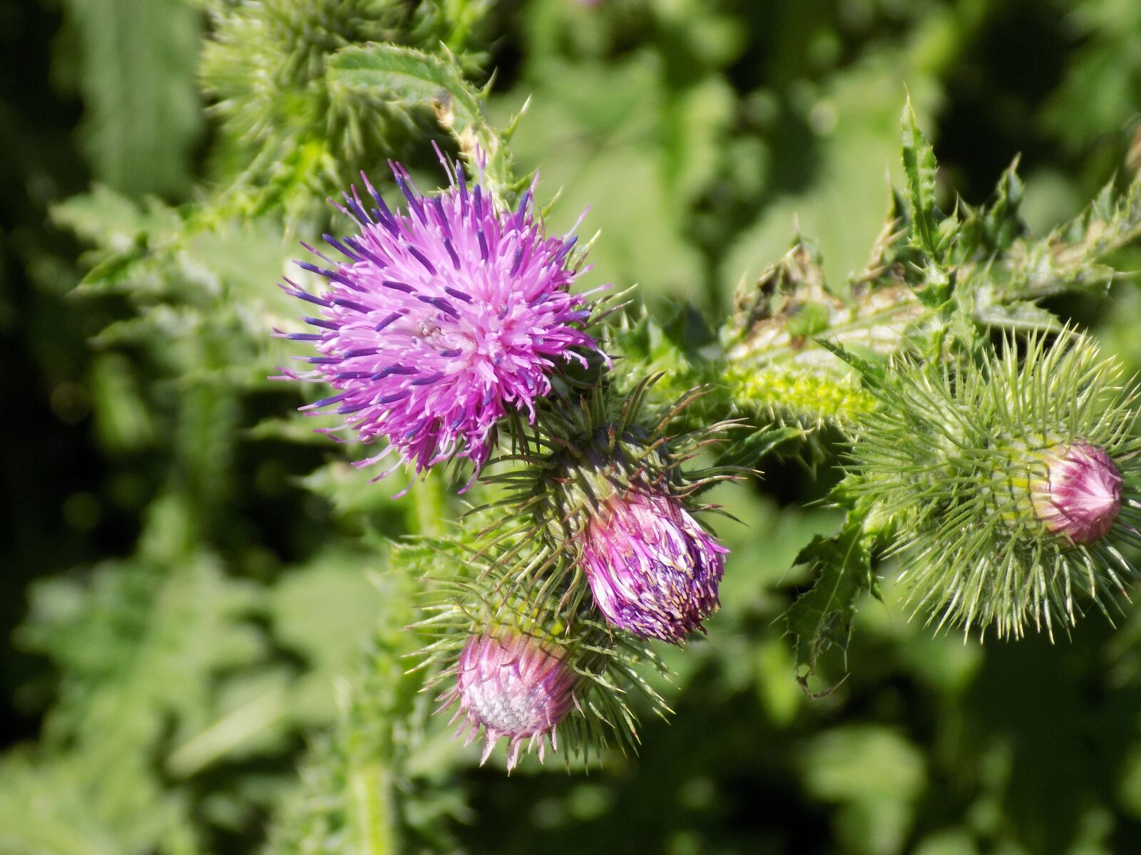 Nikon COOLPIX L340 sample photo. Thistle, purple, nature photography