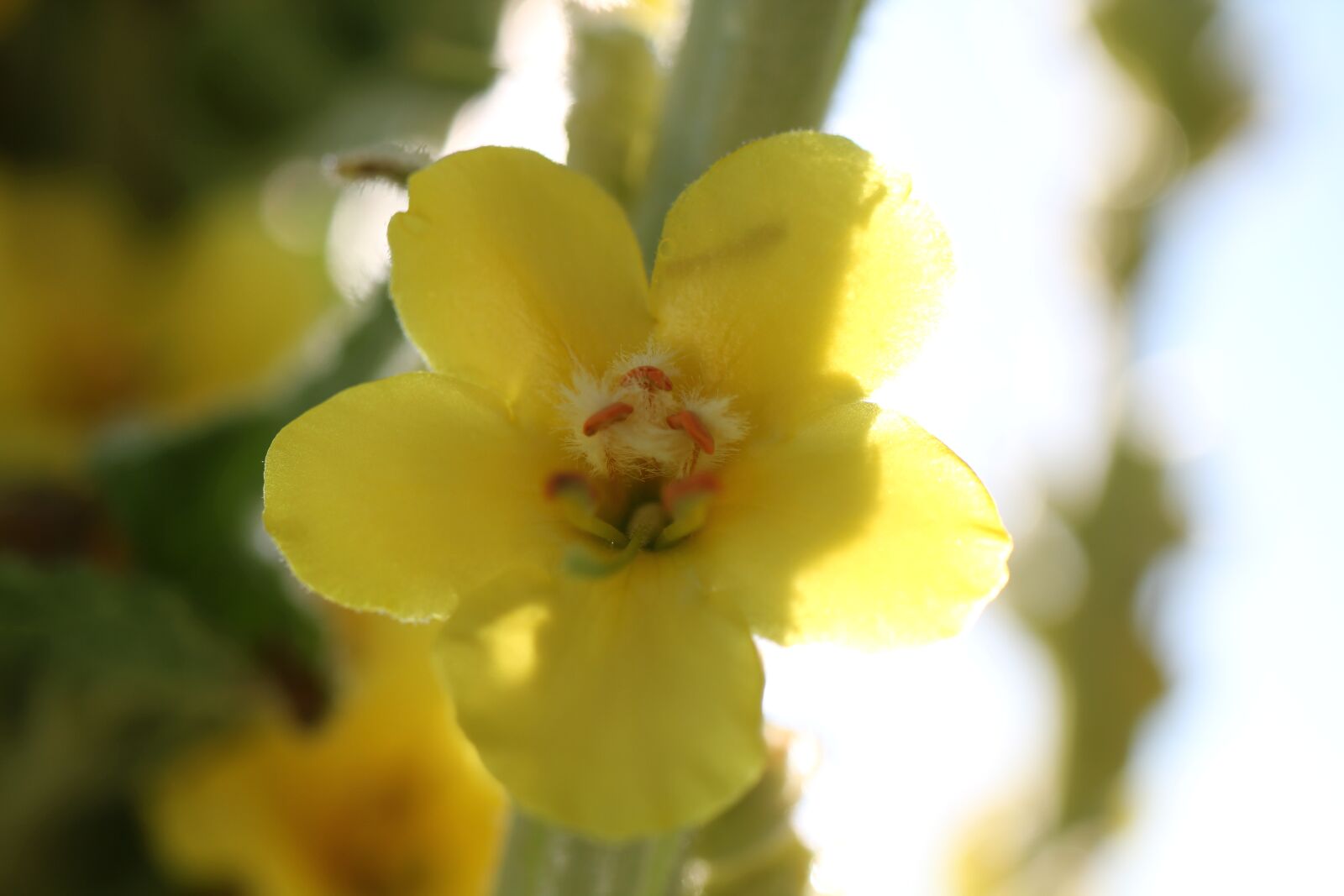 Canon EOS 550D (EOS Rebel T2i / EOS Kiss X4) sample photo. Blossom, bloom, flower photography