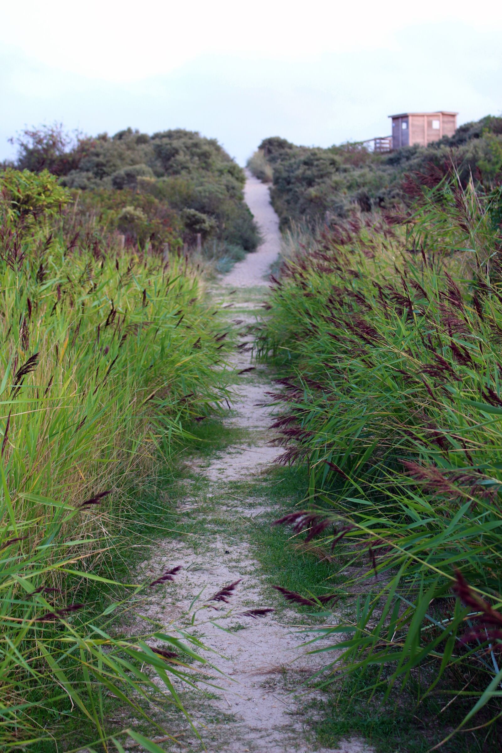Canon EOS 700D (EOS Rebel T5i / EOS Kiss X7i) sample photo. Langeoog, reed, path photography
