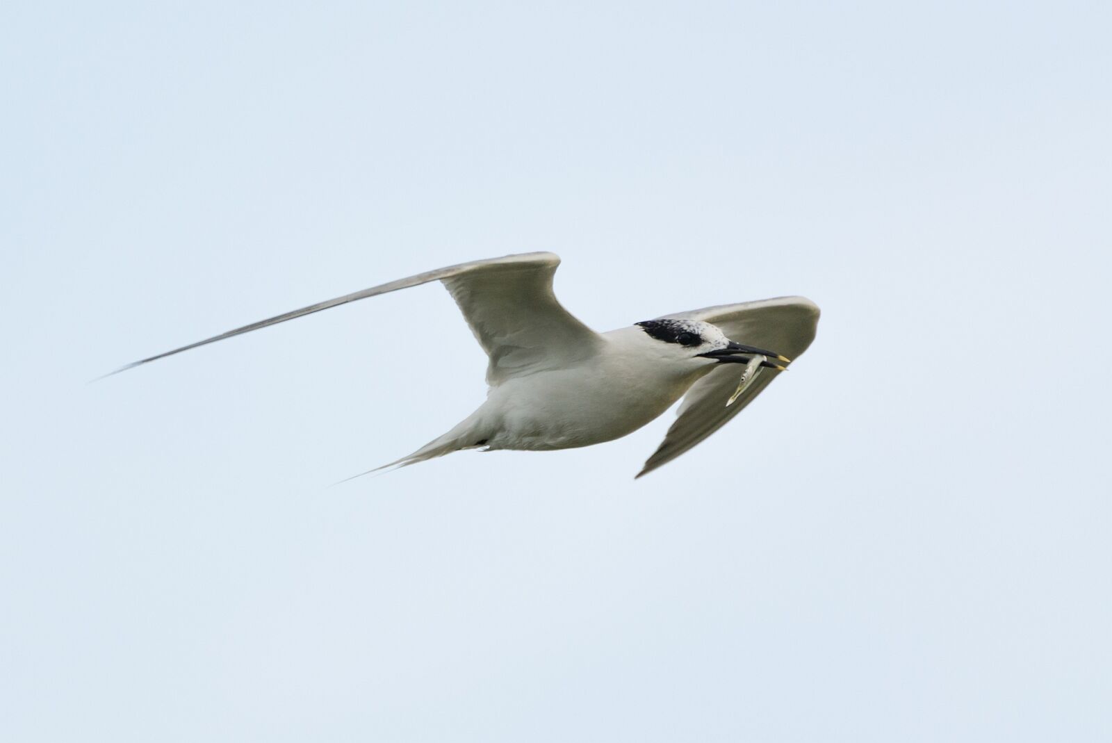 Tamron SP 150-600mm F5-6.3 Di VC USD sample photo. Arctic tern, hunting, prey photography