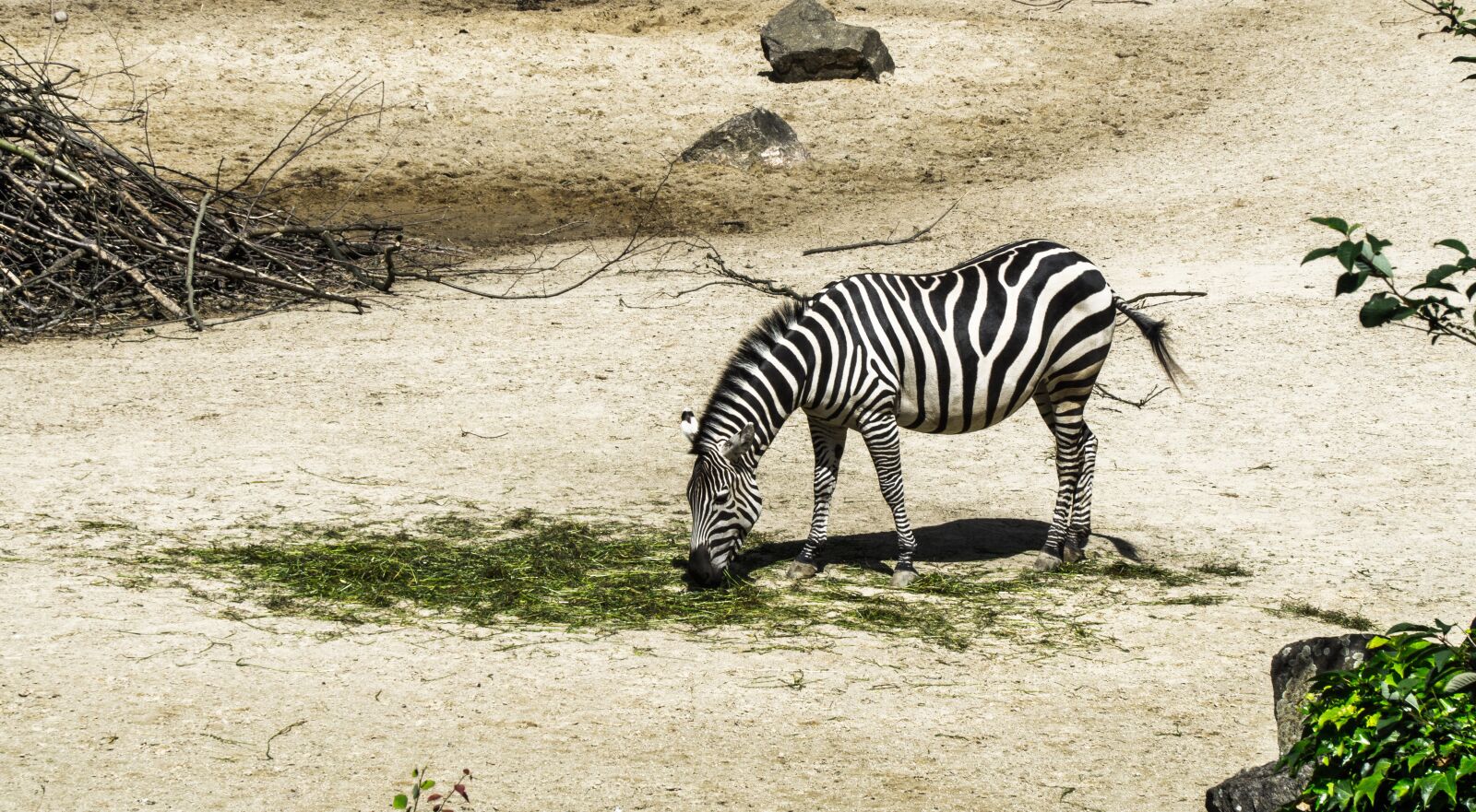Sony a6000 + Sony E PZ 18-105mm F4 G OSS sample photo. Zebra, zoo, animal photography