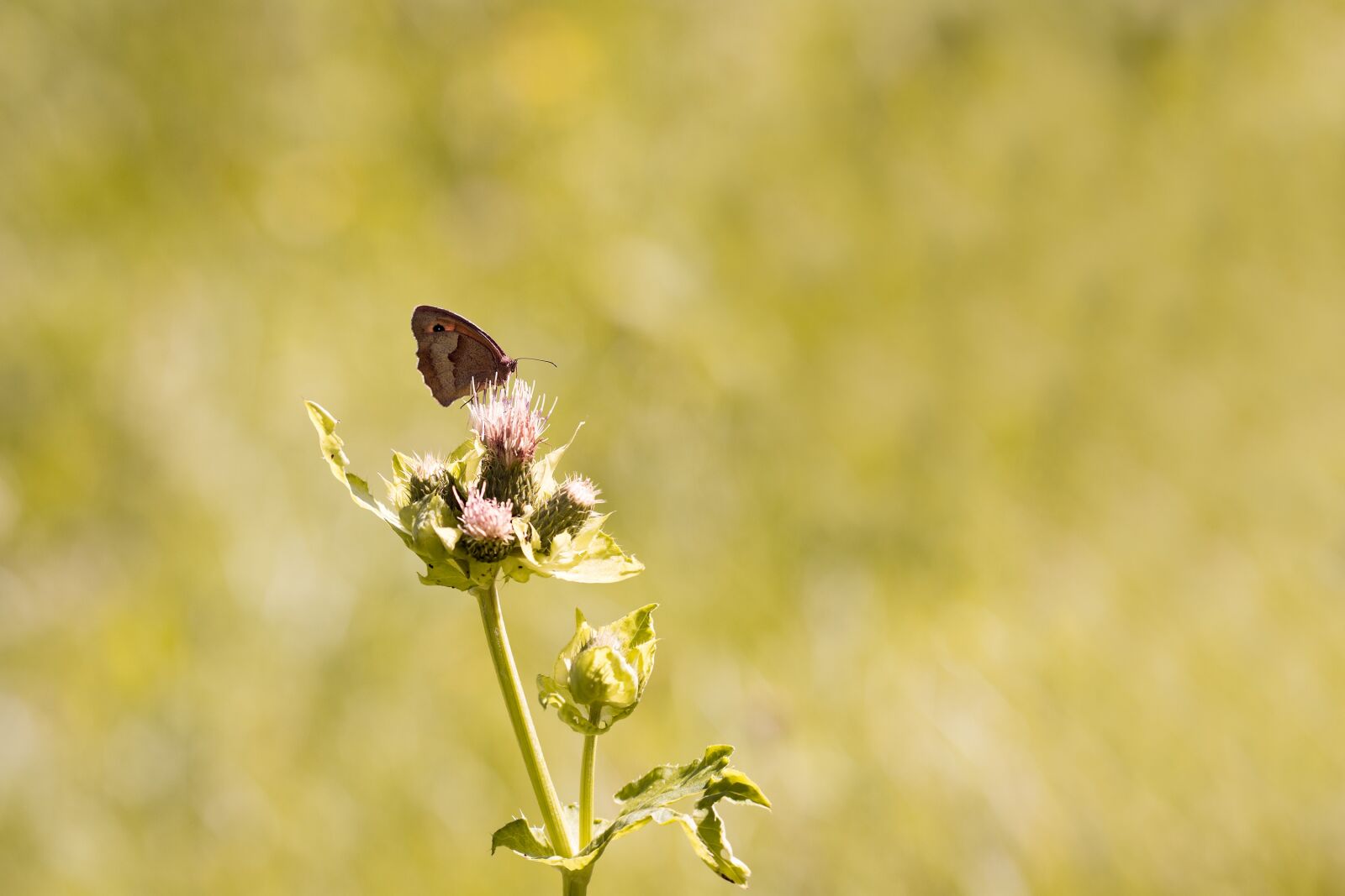 Nikon D7100 sample photo. Nature, butterfly, meadow brown photography