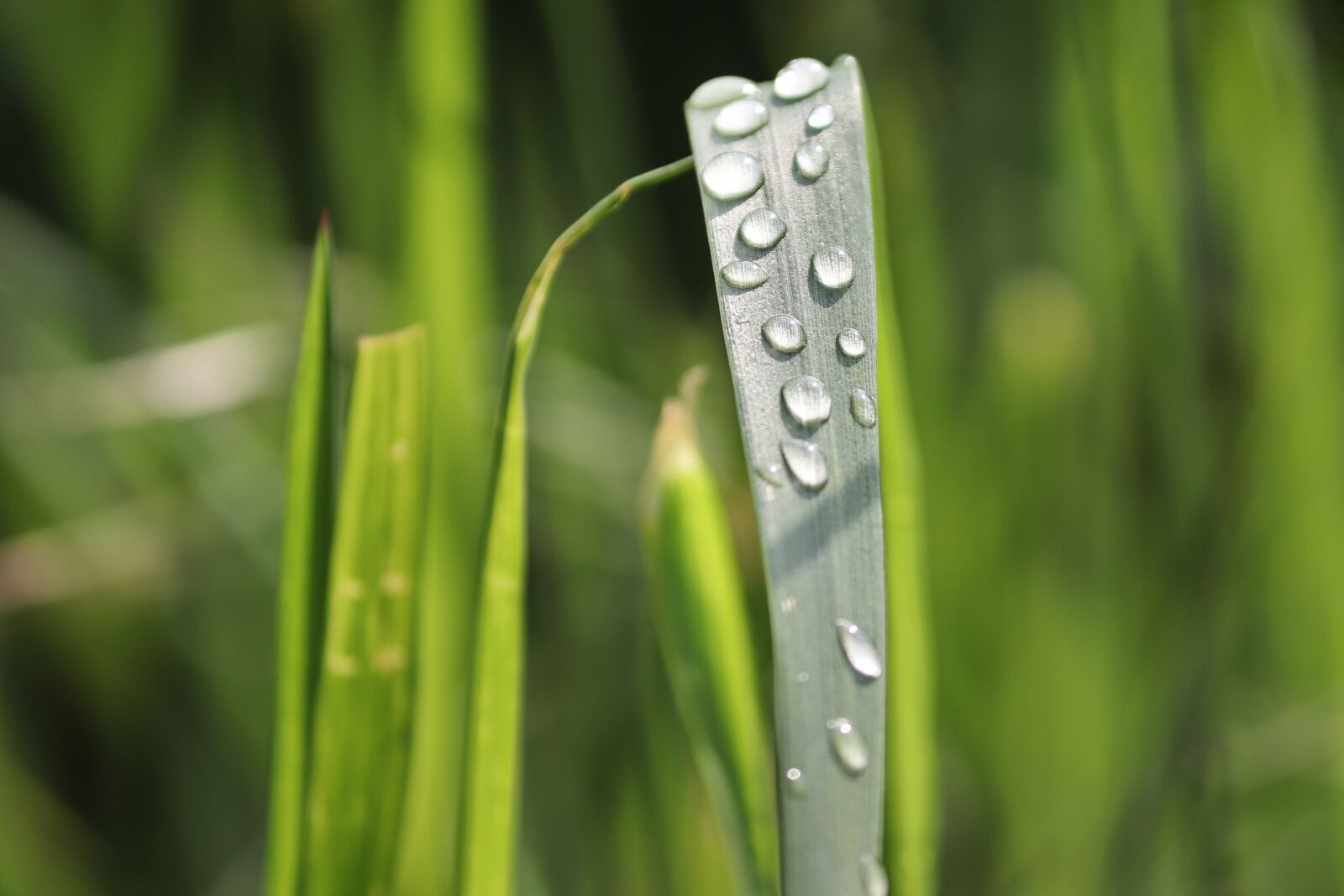 Canon EOS 200D (EOS Rebel SL2 / EOS Kiss X9) sample photo. Blade of grass, rain photography