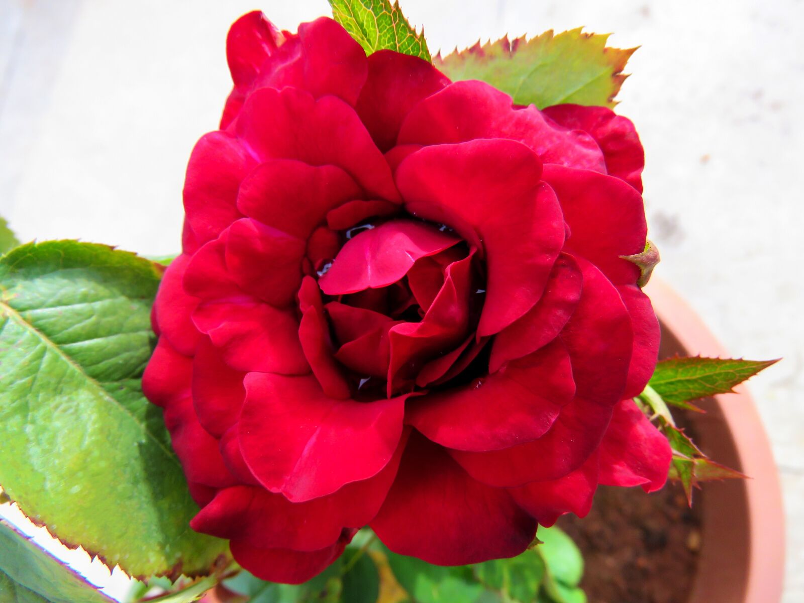 Canon PowerShot SX60 HS sample photo. Just rose, rose, flower photography