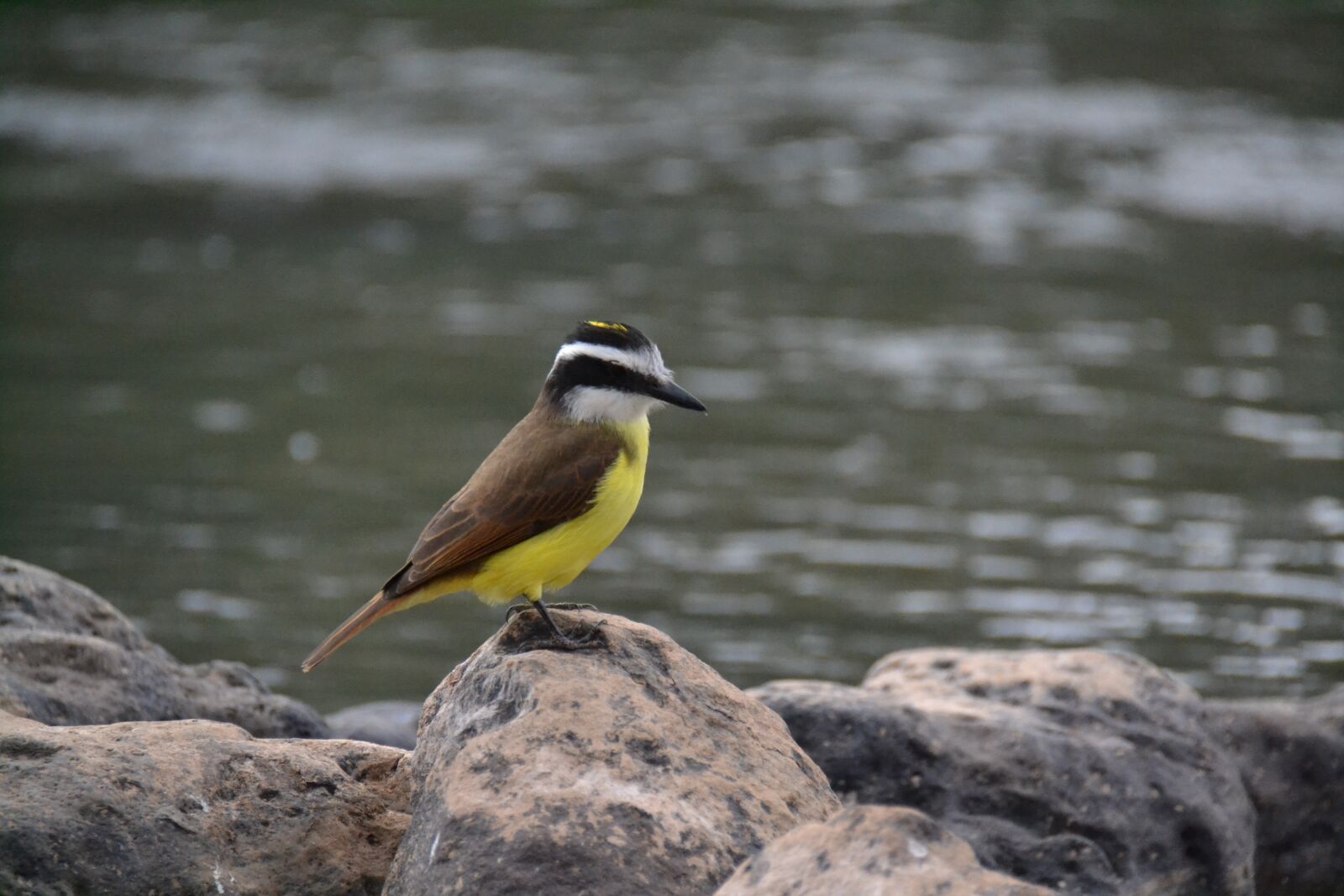 Nikon D3100 sample photo. Birdie, rio, stones photography
