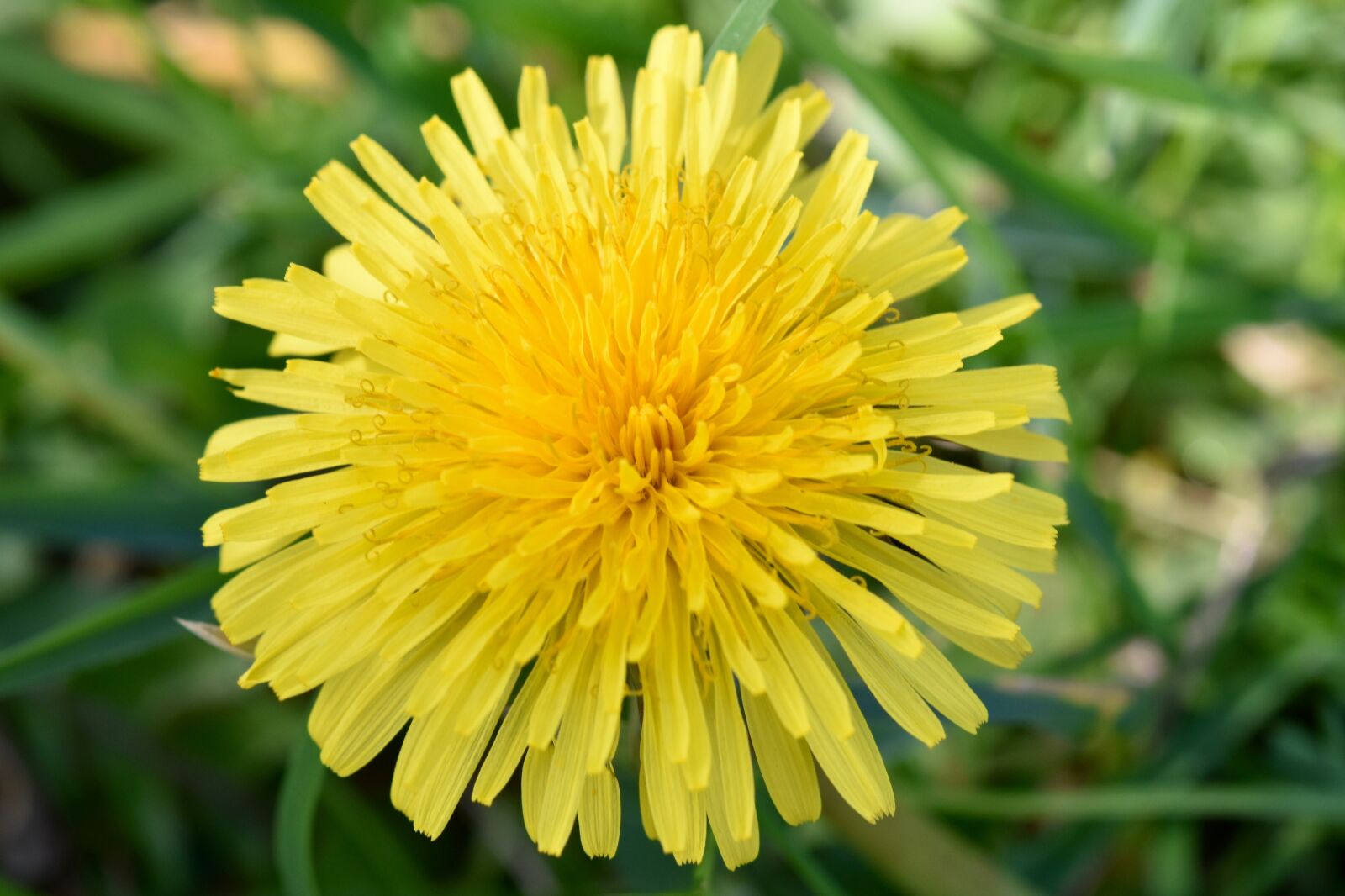 Nikon D5600 sample photo. Dandelion, yellow flower, fleur photography