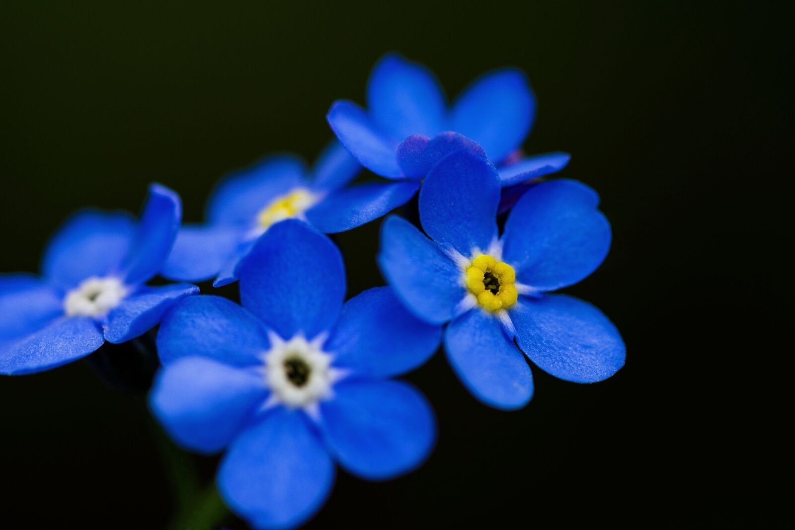 Nikon D7200 sample photo. Spring, nature, bloom photography