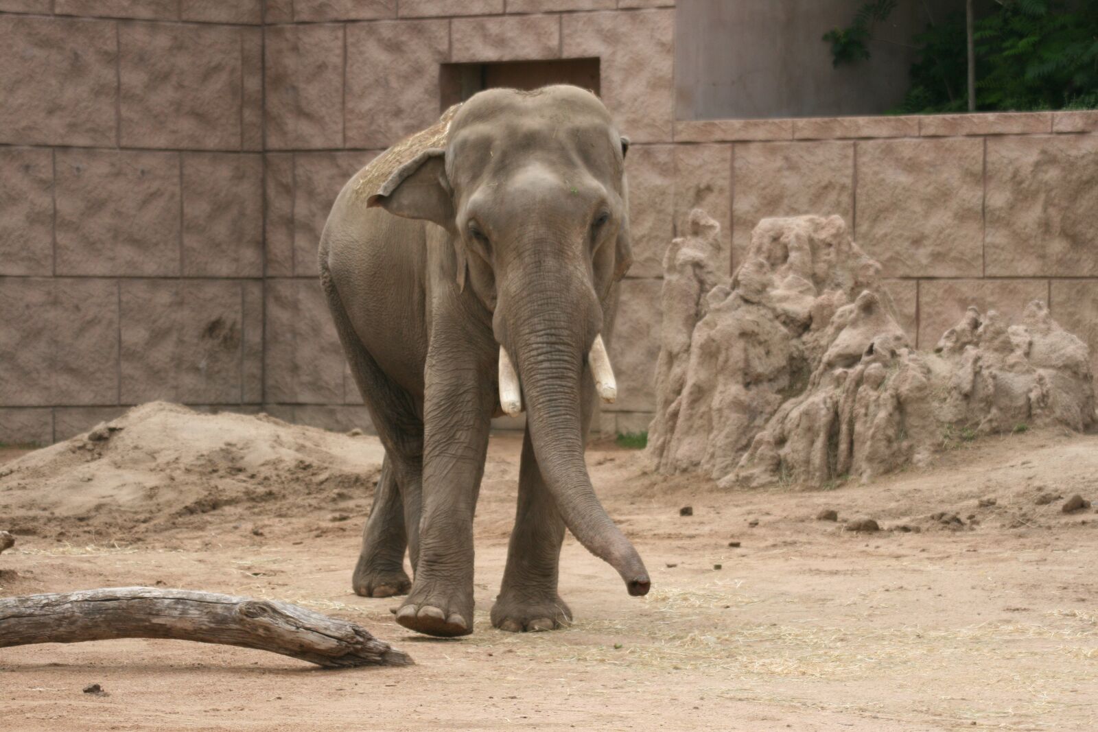 Canon EOS 400D (EOS Digital Rebel XTi / EOS Kiss Digital X) sample photo. Elephant, zoo, jungle photography