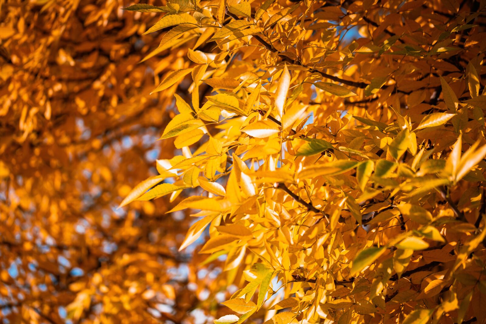 Canon EF 100mm F2.8L Macro IS USM sample photo. Foliage, autumn, orange photography