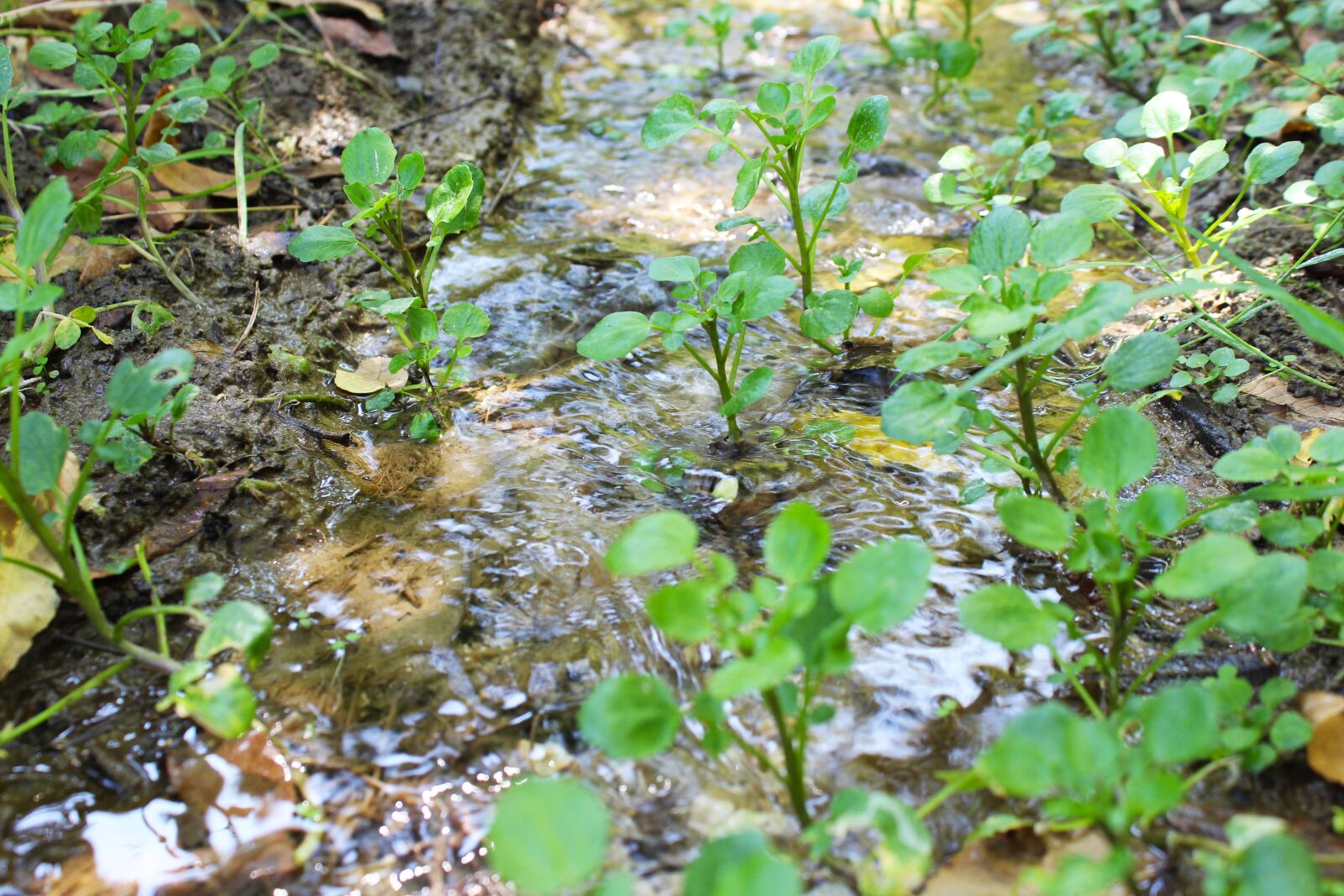 Canon EOS 1300D (EOS Rebel T6 / EOS Kiss X80) sample photo. Water, river, landscape photography