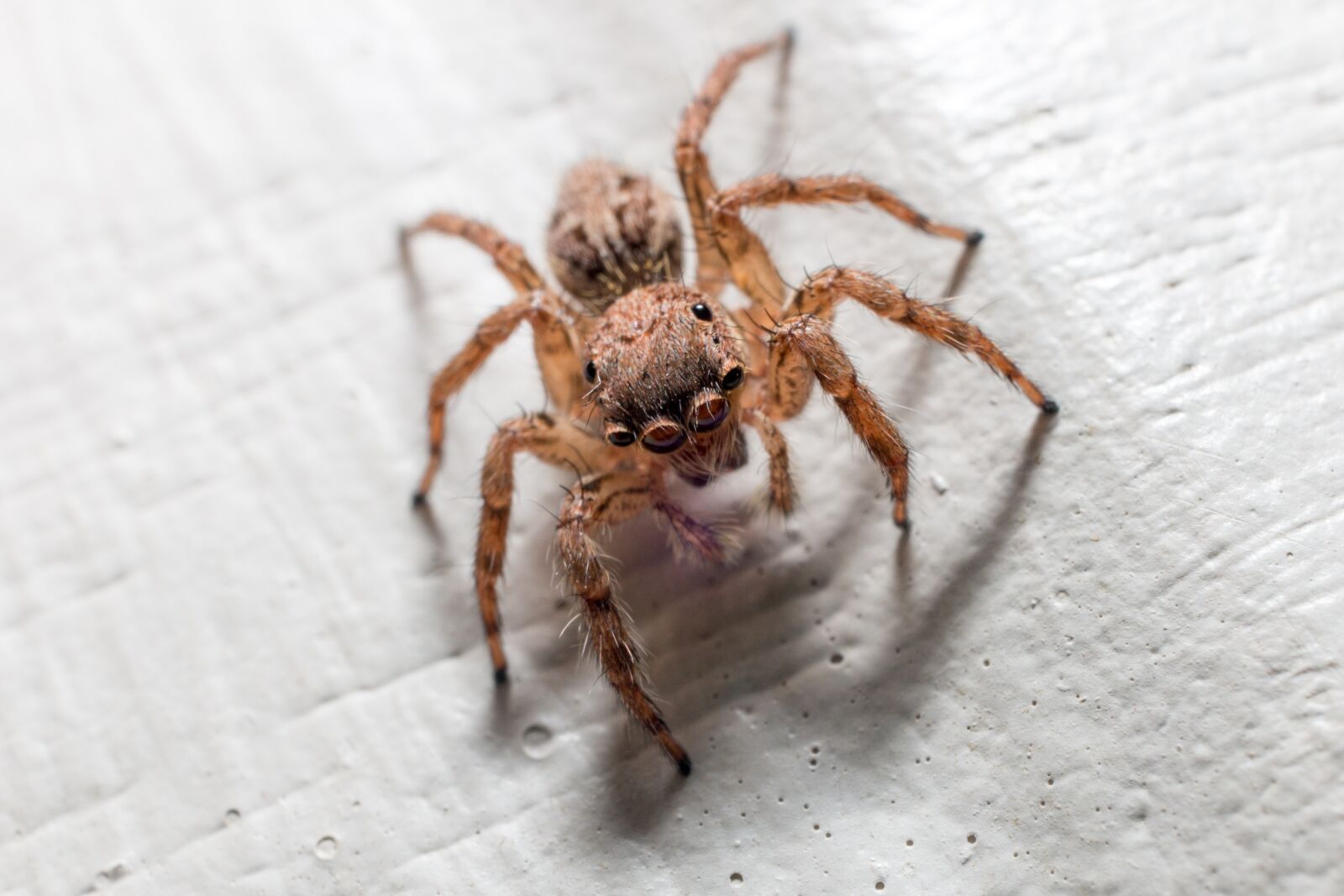 Canon EF-S 24mm F2.8 STM sample photo. The spider, macro, insects photography