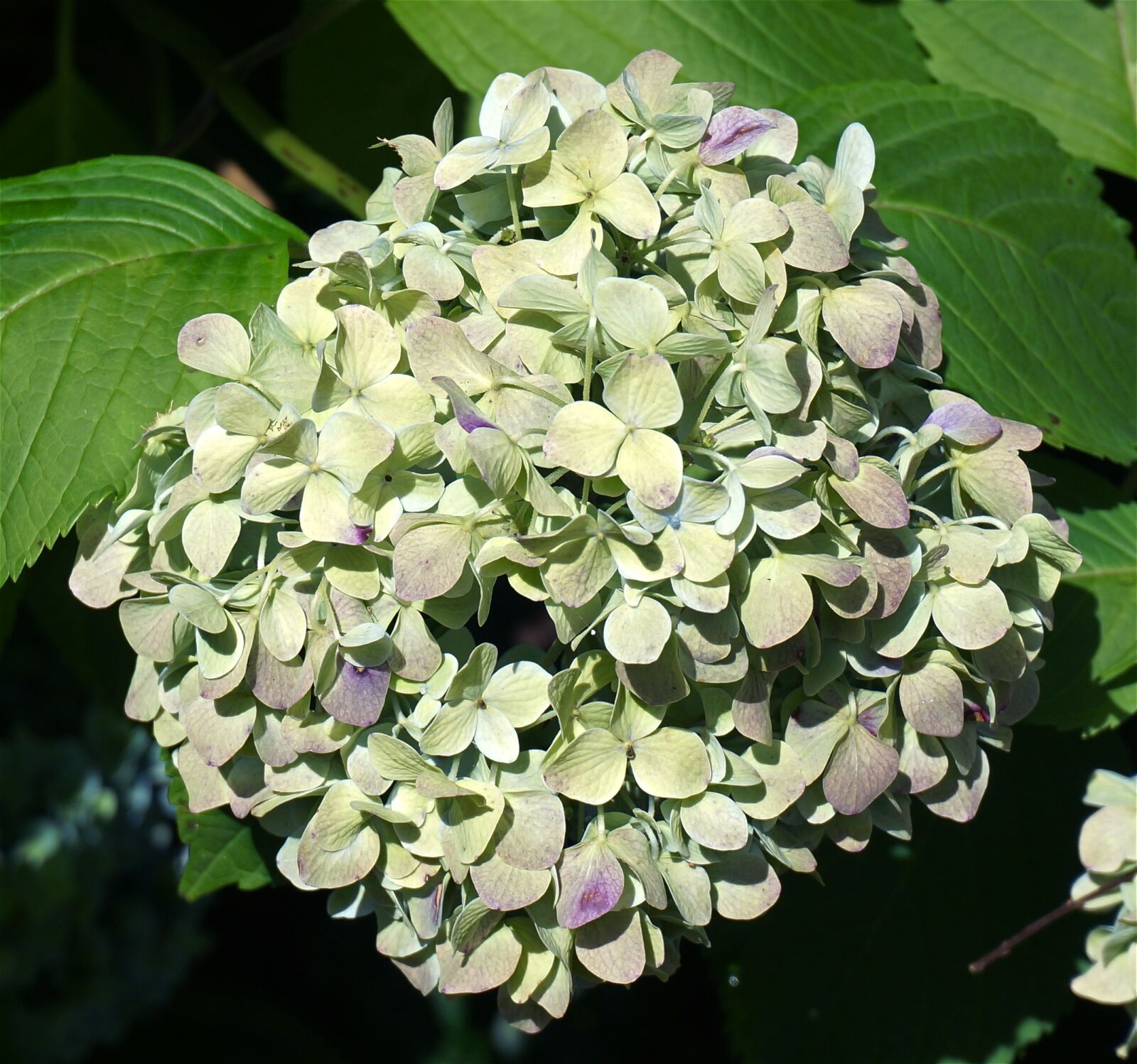 Sony Alpha NEX-5T sample photo. Hydrangea changing color, leaves photography