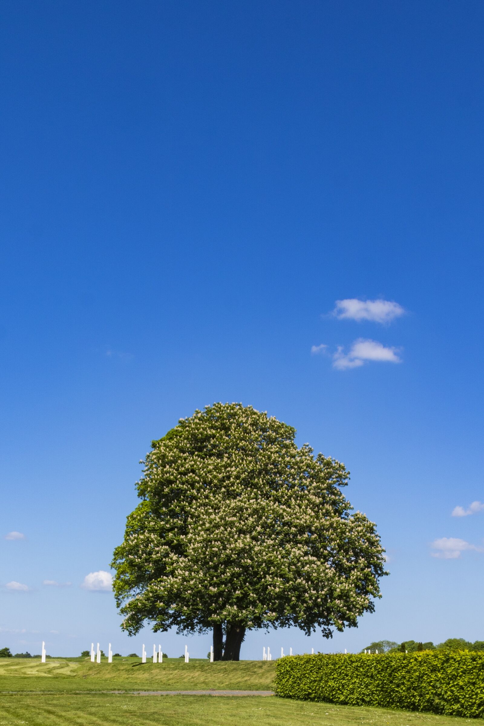 Canon TS-E 90mm F2.8 Tilt-Shift sample photo. Chestnut tree, green, sky photography