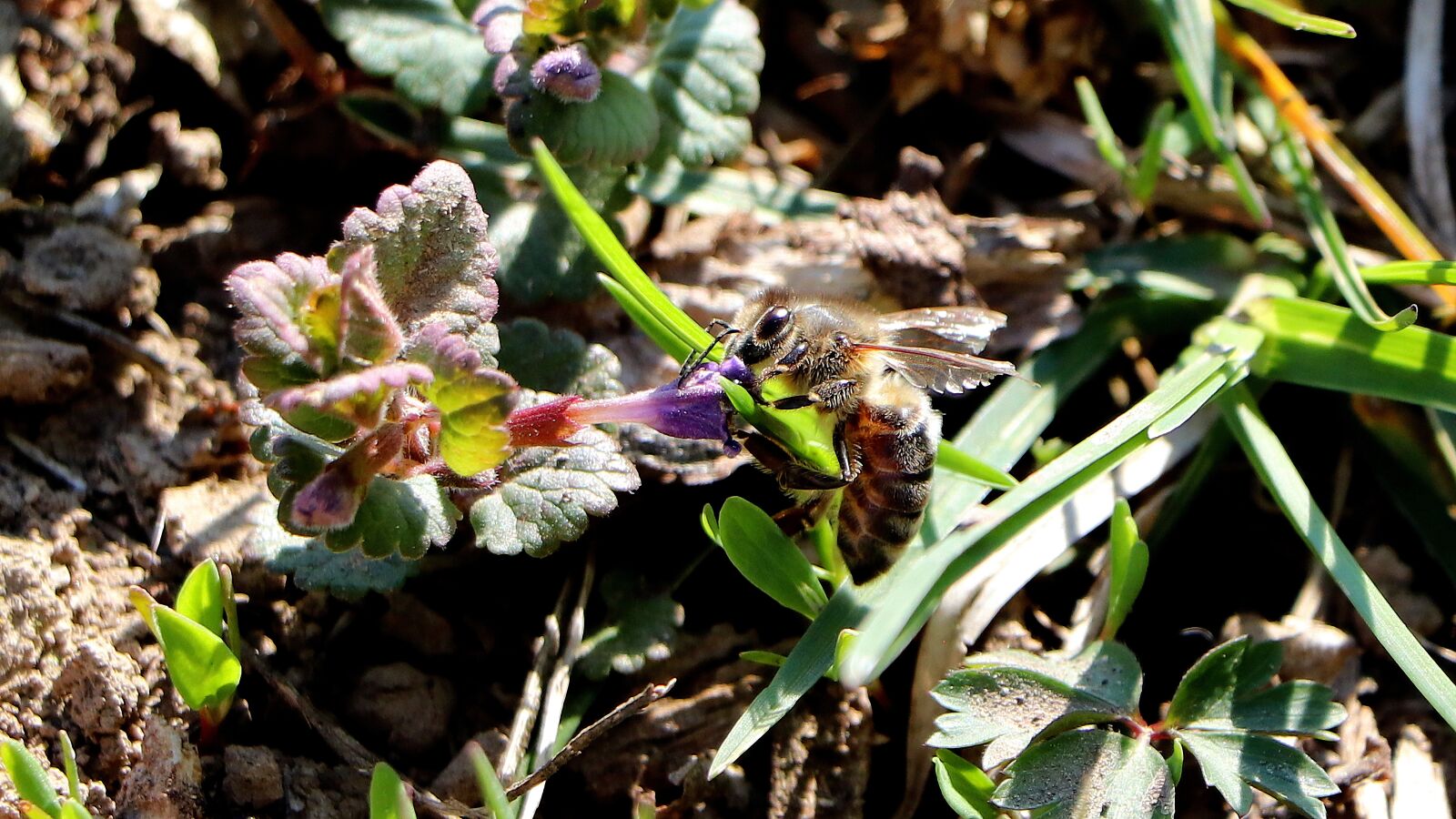 Canon EOS 77D (EOS 9000D / EOS 770D) sample photo. Bee, insect, macro photography