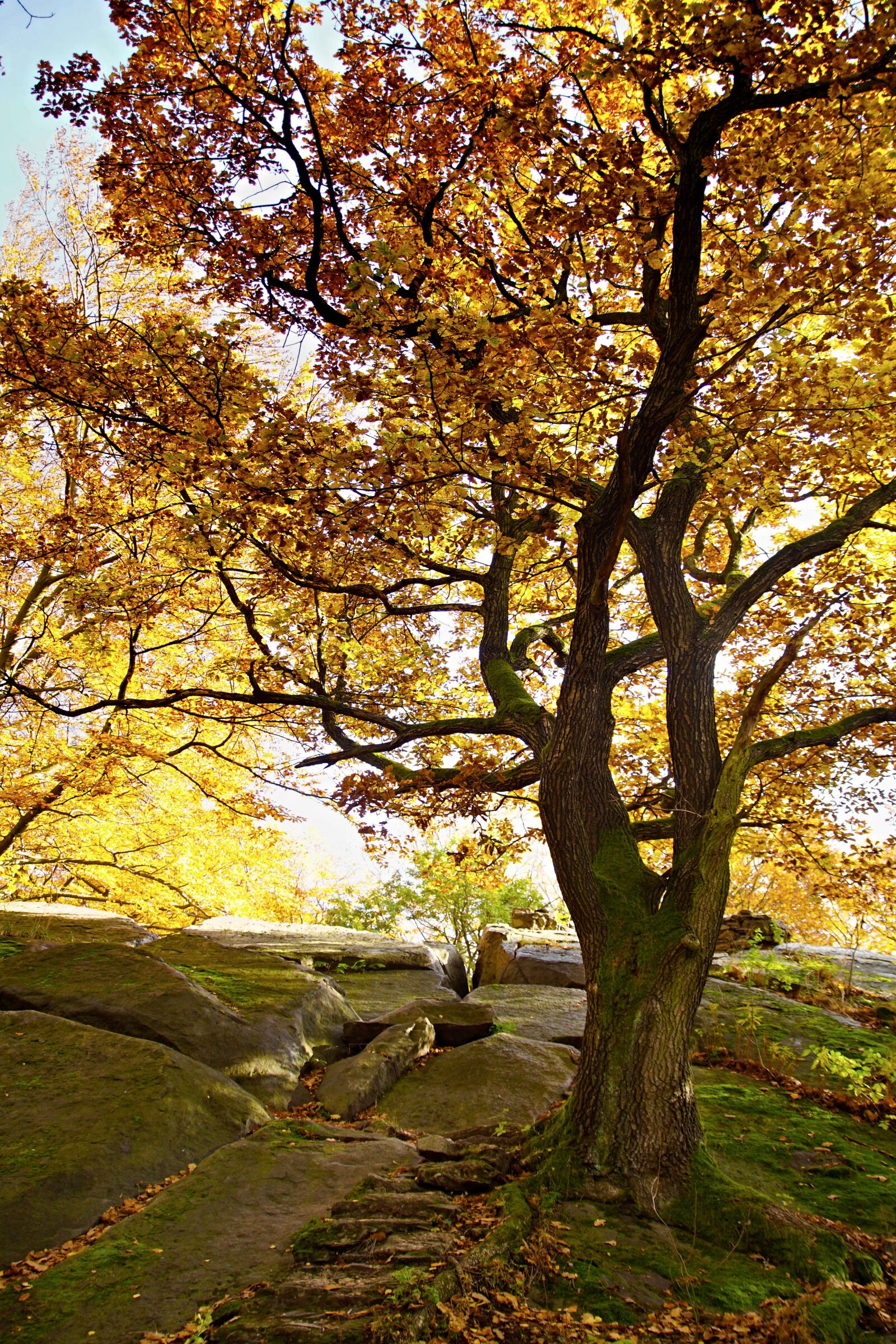 Sony ILCA-77M2 sample photo. Tree, autumn, light photography