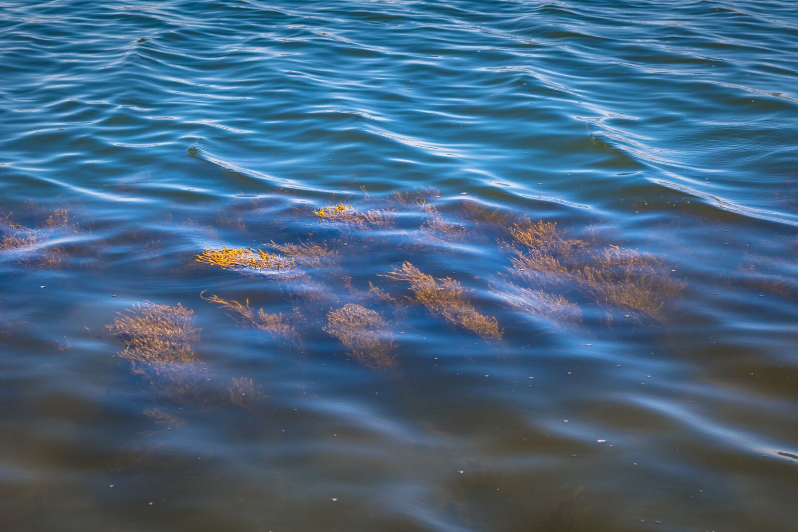 Nikon D5600 sample photo. Seaweed, sea, plant photography