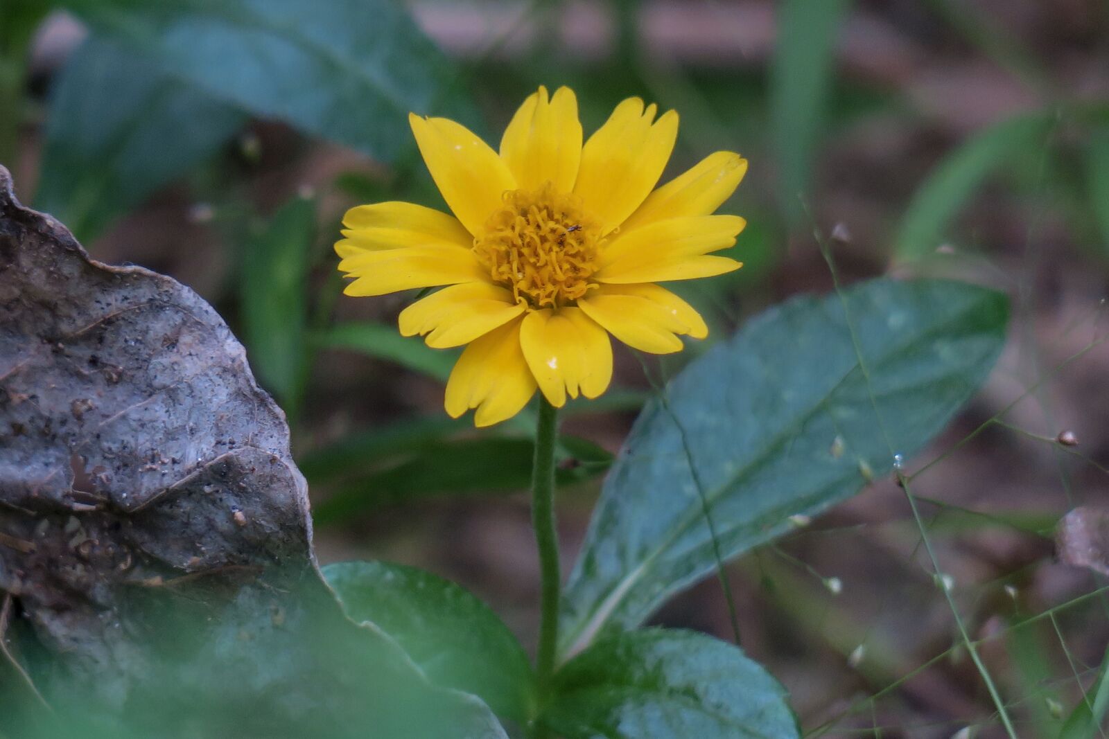 Canon PowerShot G3 X sample photo. Wedelia, nature, flower photography