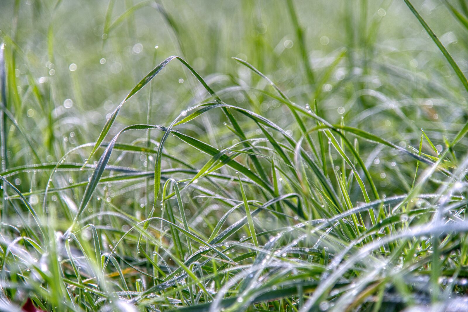 Nikon D750 sample photo. Meadow, morgentau, autumn photography