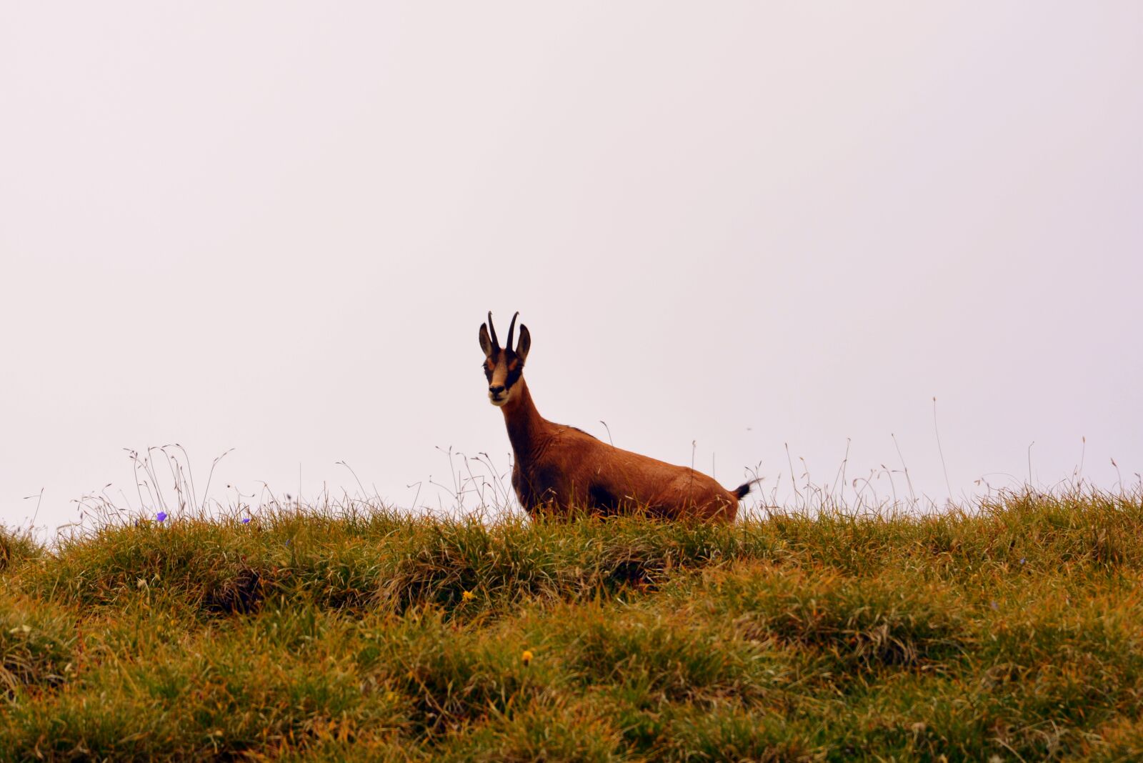 Nikon D7100 sample photo. Chamois, mountain, prato photography