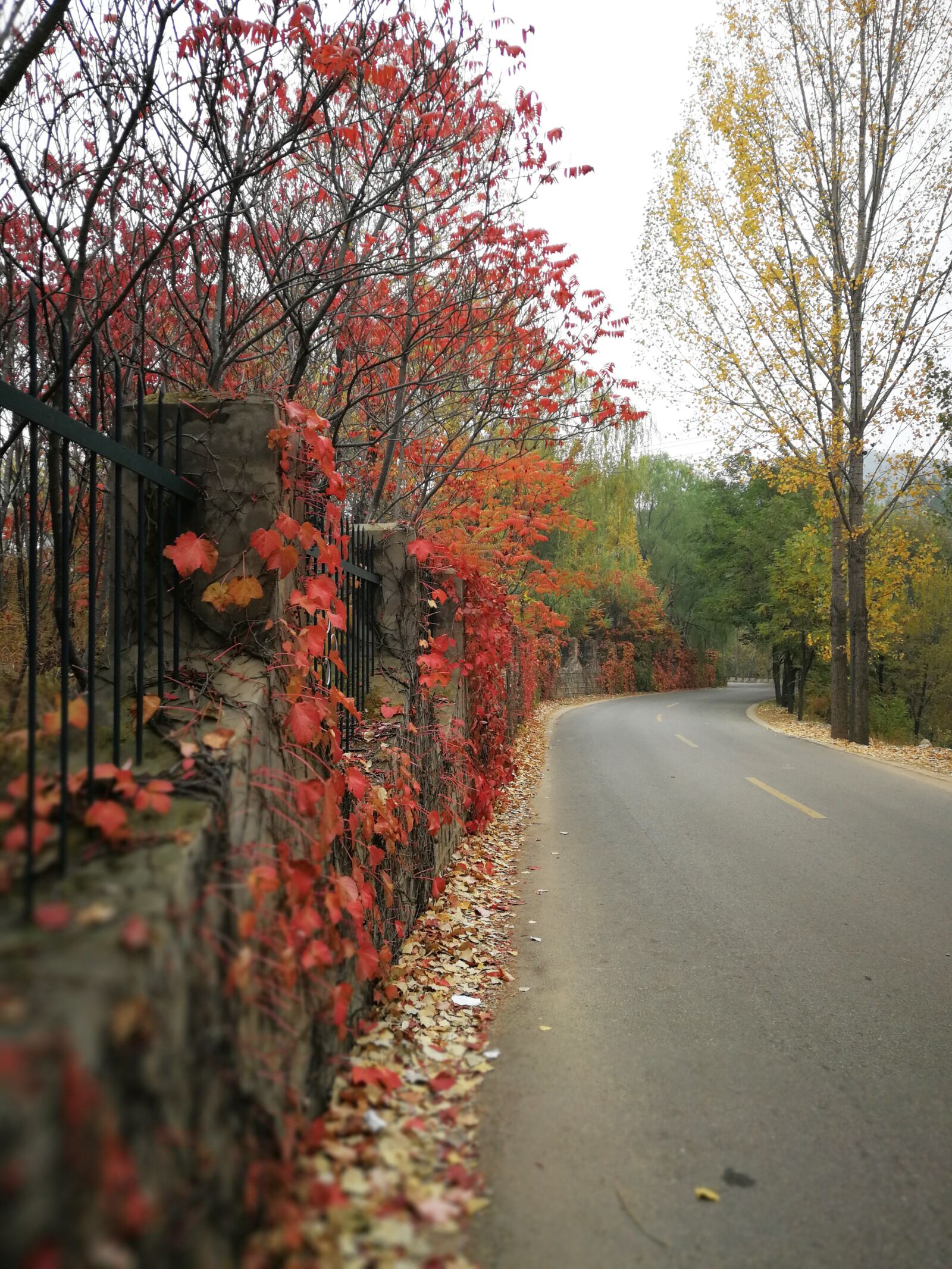 HUAWEI P10 Plus sample photo. Red leaves, native plantstake photography