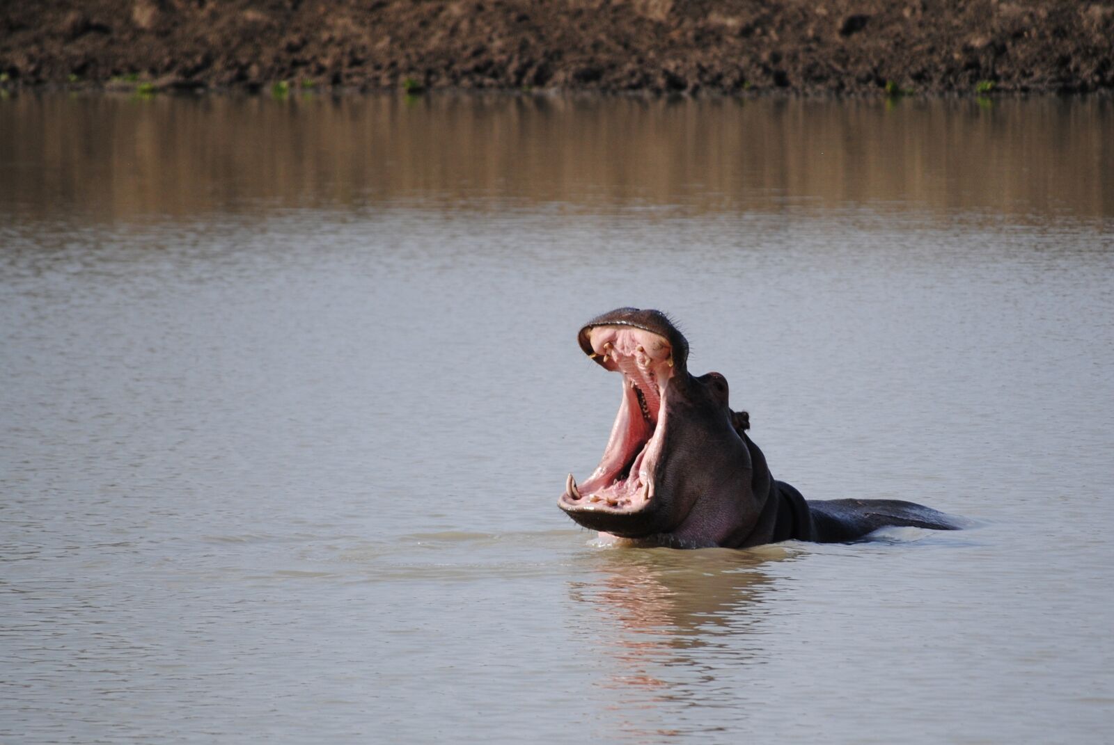 Nikon D3000 sample photo. Tanzania, africa, safari photography